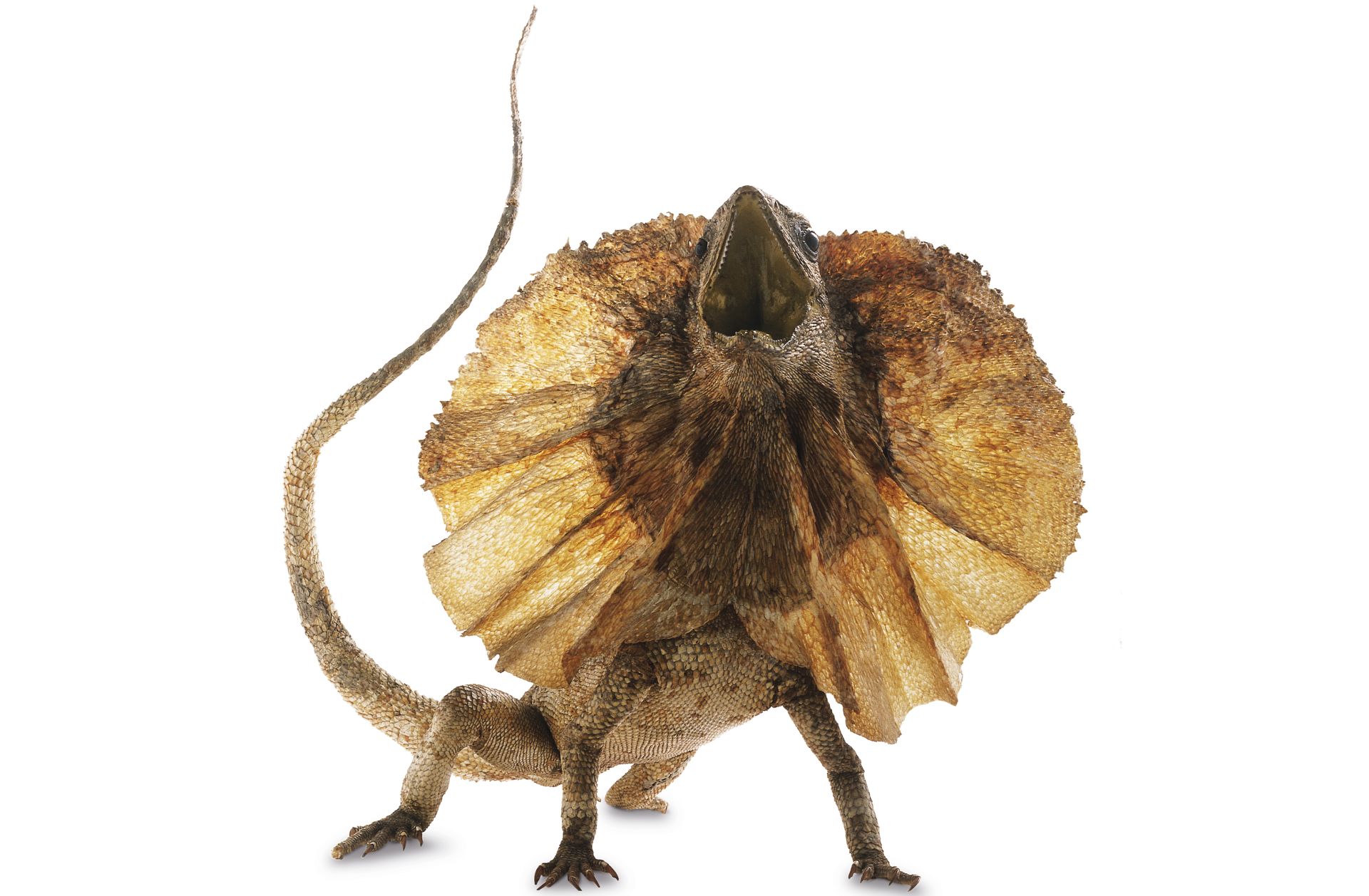 Dragon Lizards | Frilled Lizard Facts | DK Find Out