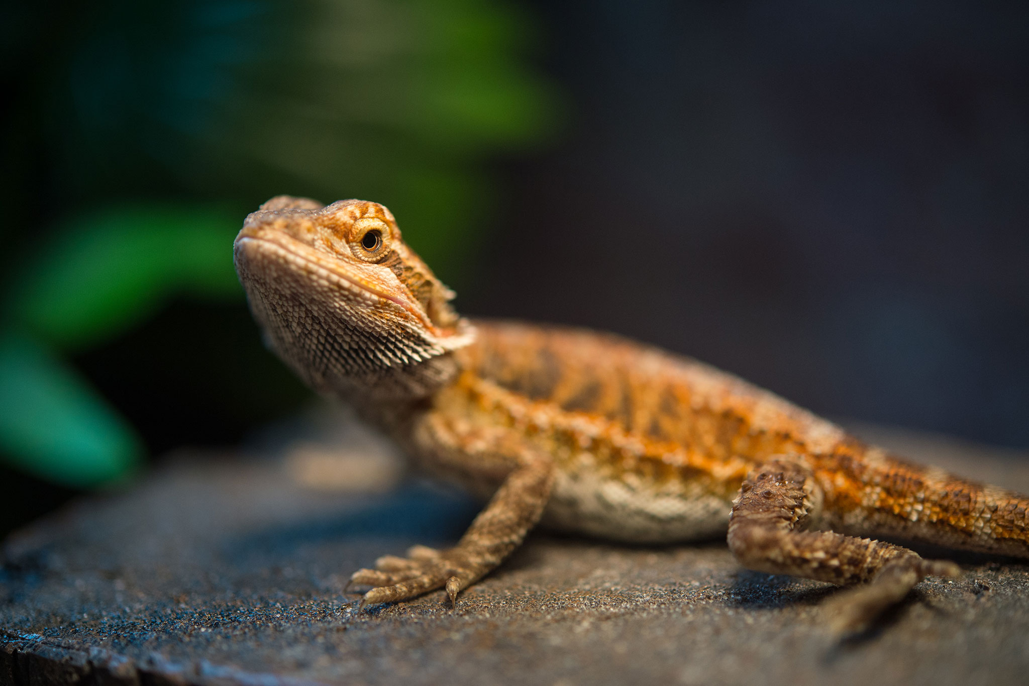 Climate Change Is Making These Lizards Dumber