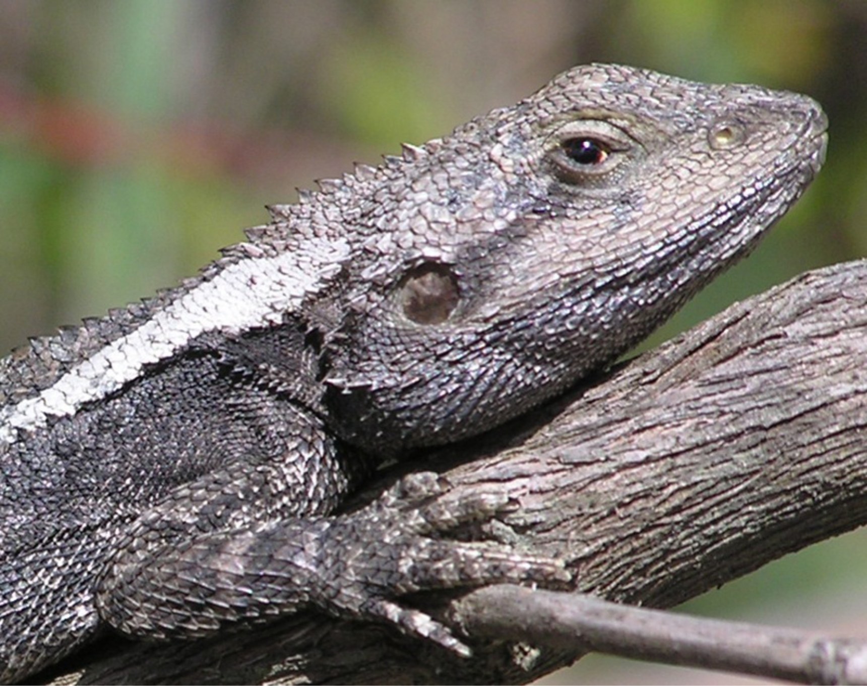 In Lizard Visual Displays, Order Matters | WIRED