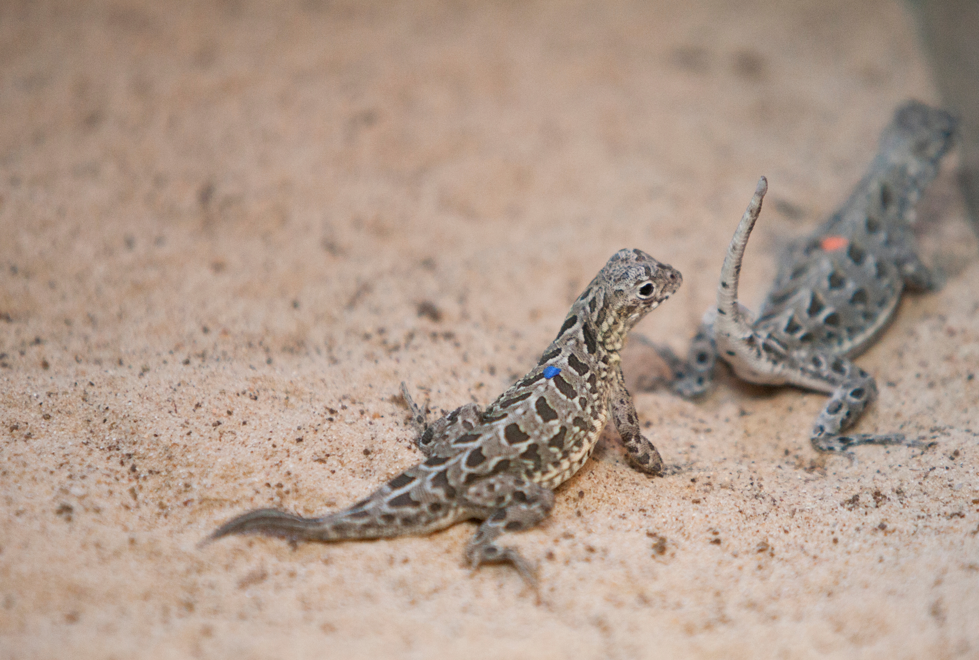 Spot-tailed earless lizards hatched!