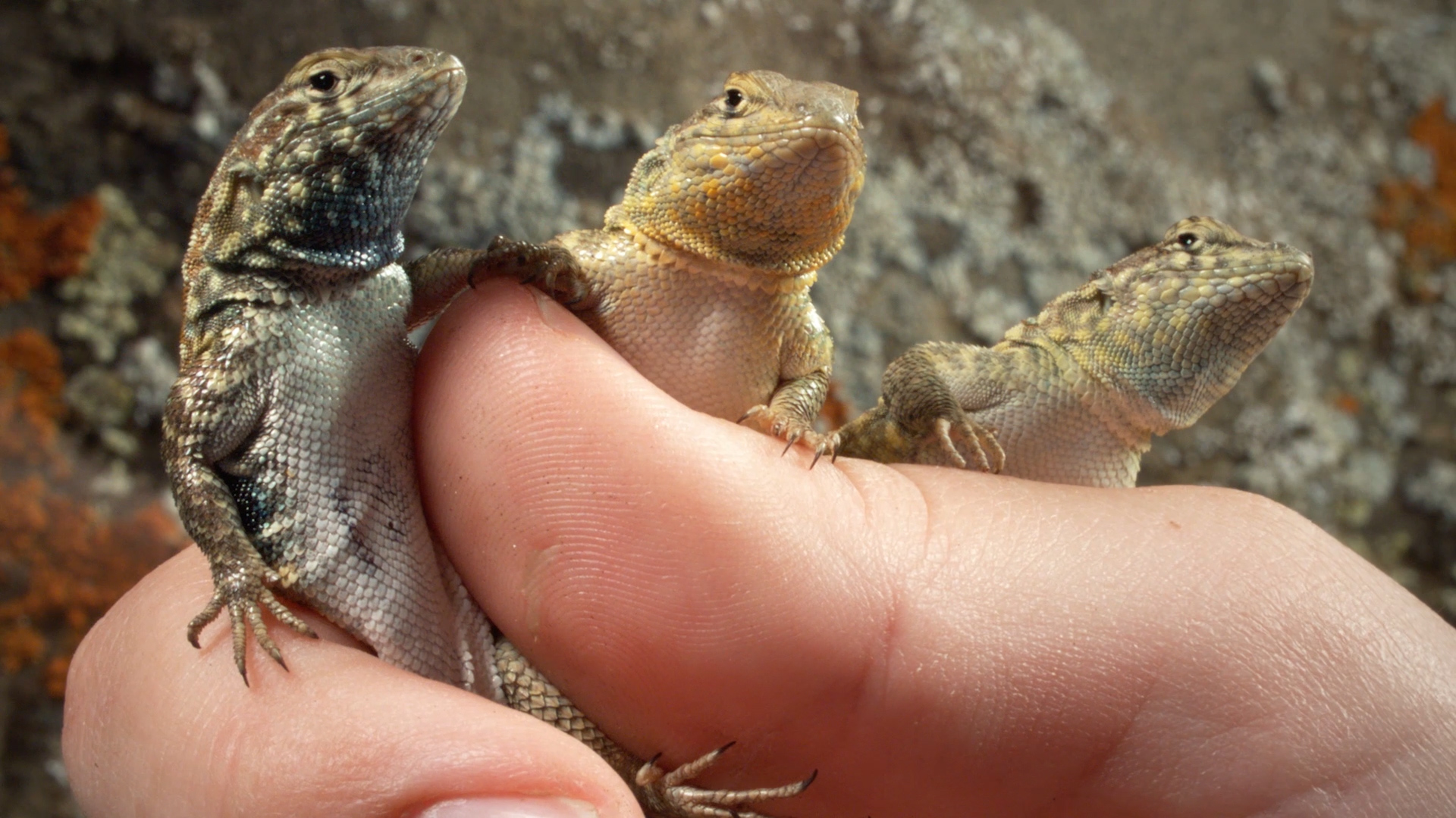 These Lizards Have Been Playing Rock-Paper-Scissors for 15 Million ...