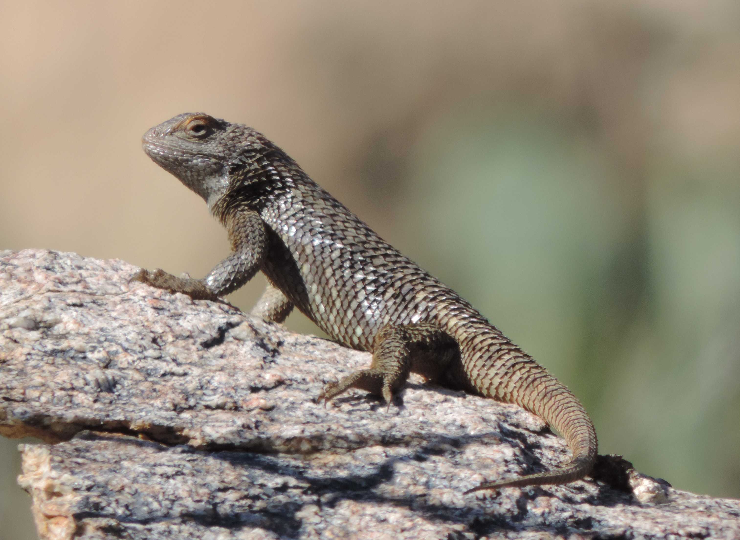 Clark's Spiny Lizard - Tucson Herpetological Society