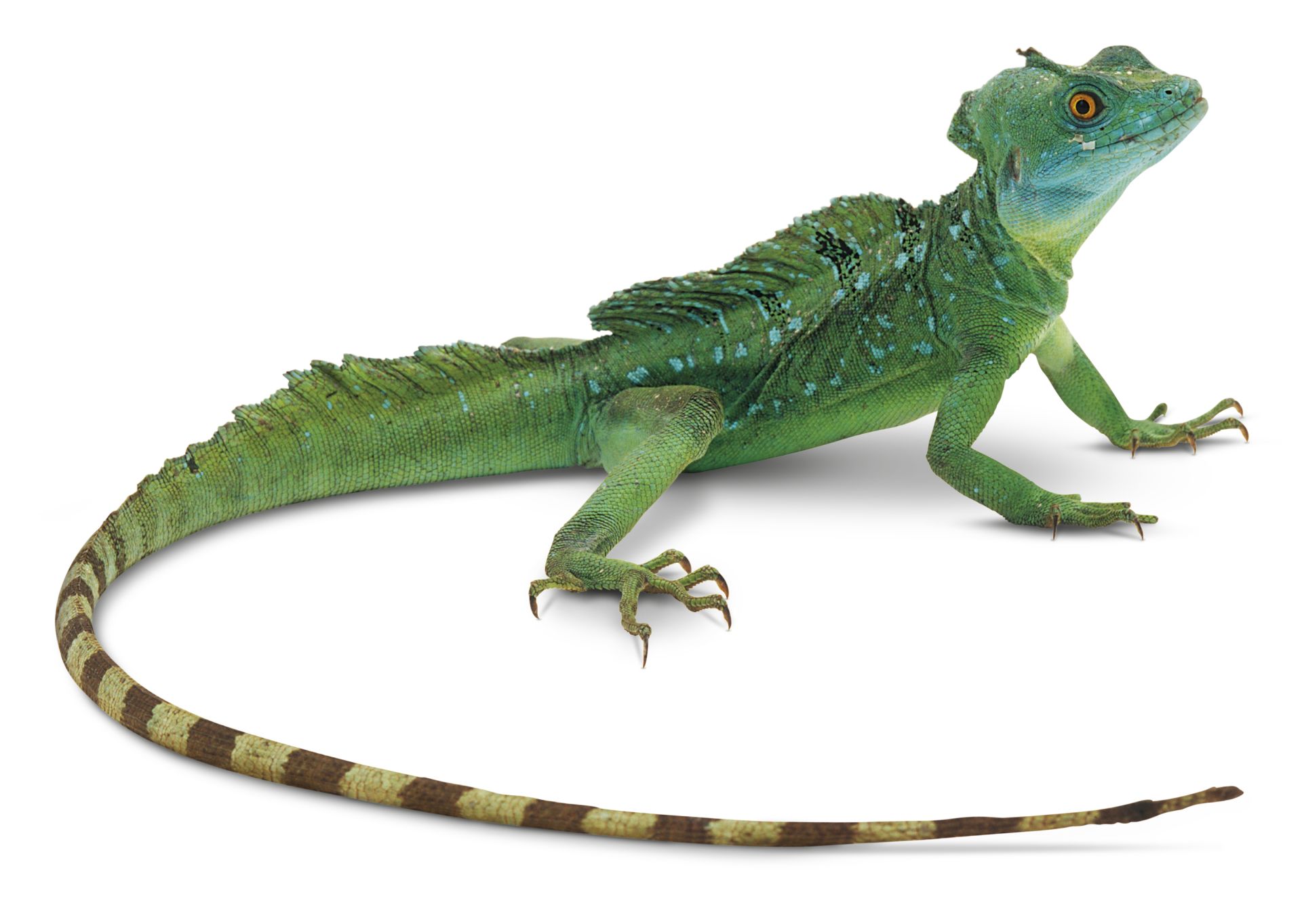 Helmeted Lizard | Green Basilisk Lizard | DK Find Out