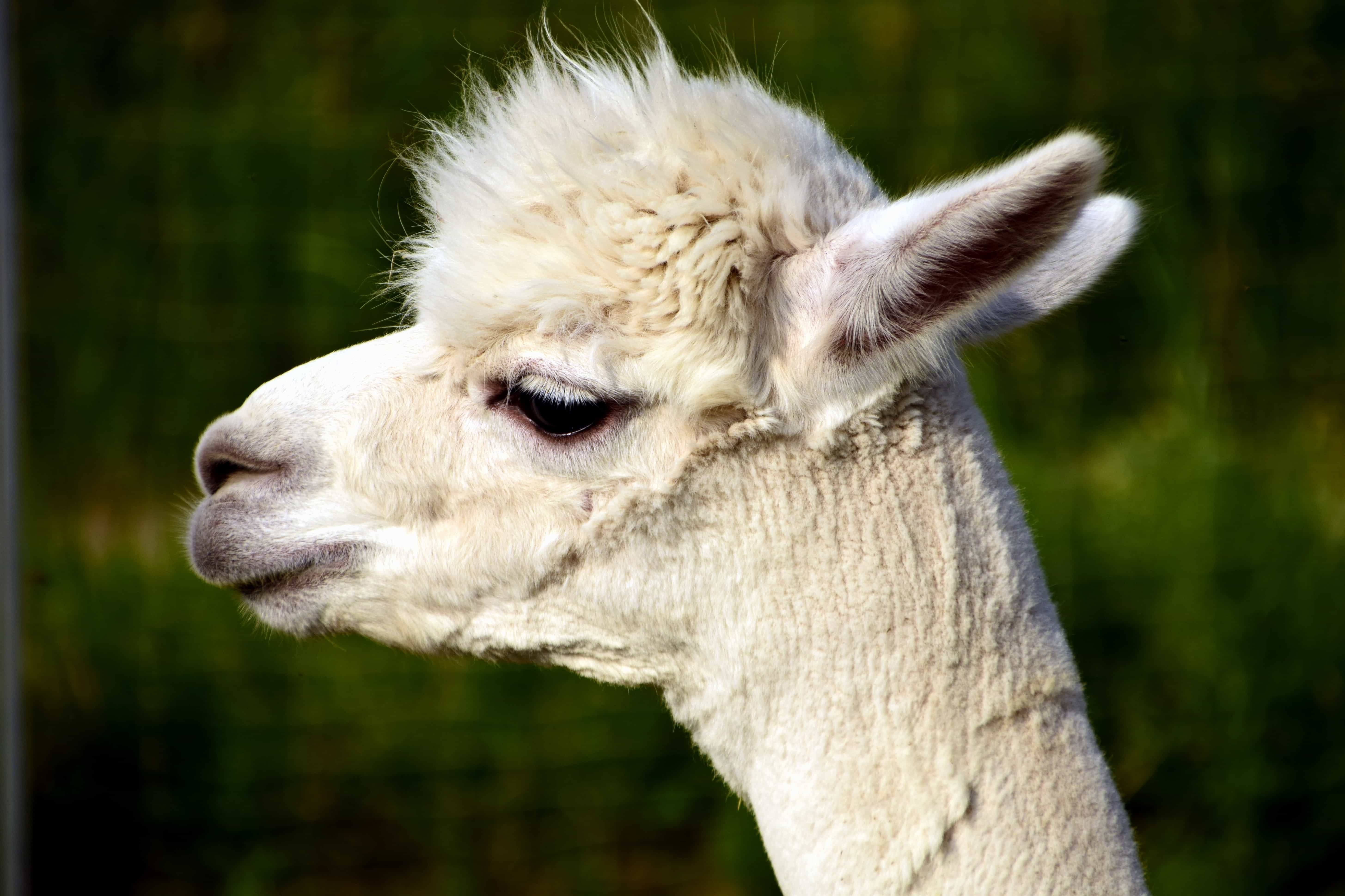 Free picture: animal, alpaca, head, portrait, cute, llama