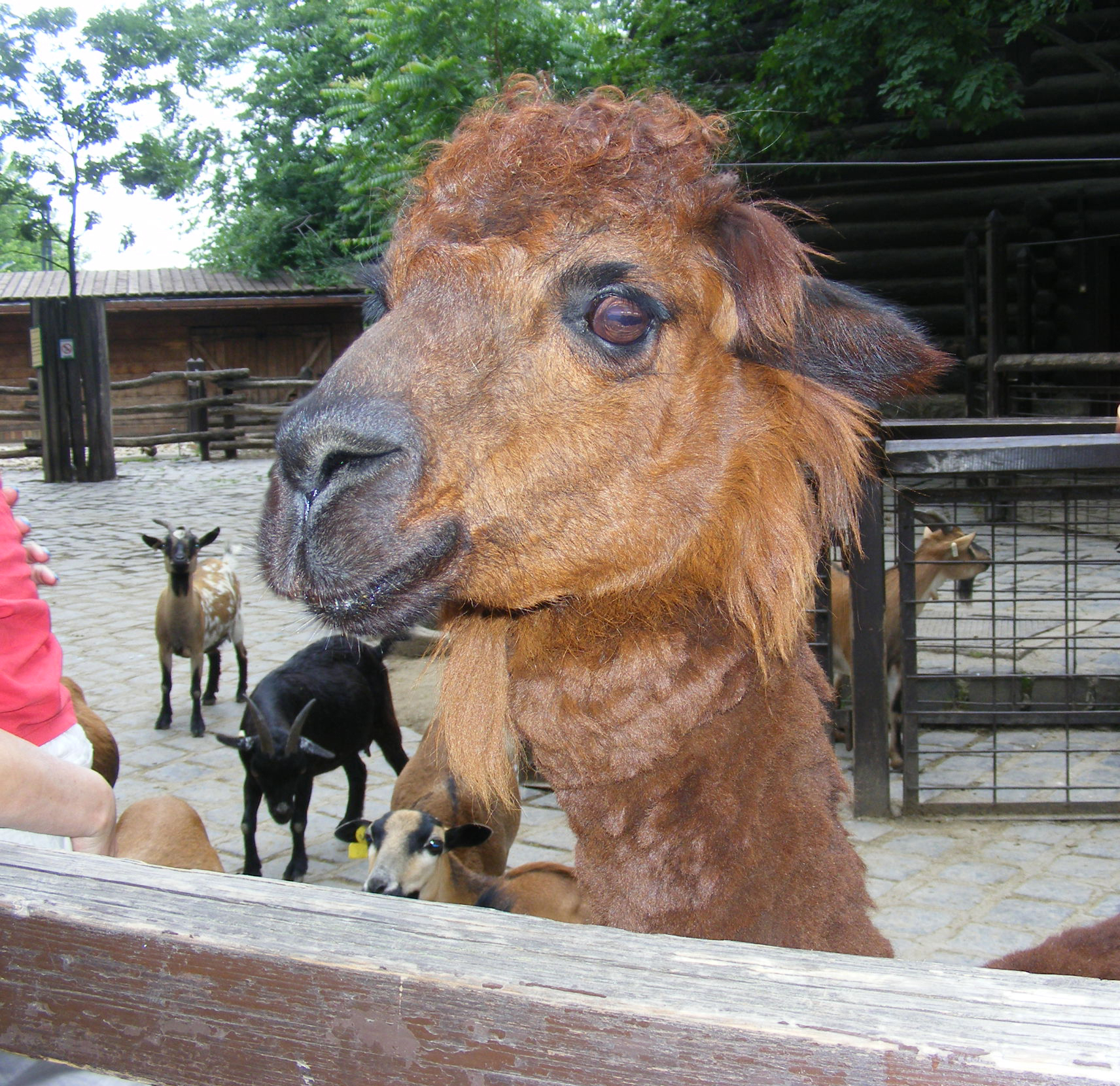 llama, Animal, Head, Zoo, HQ Photo