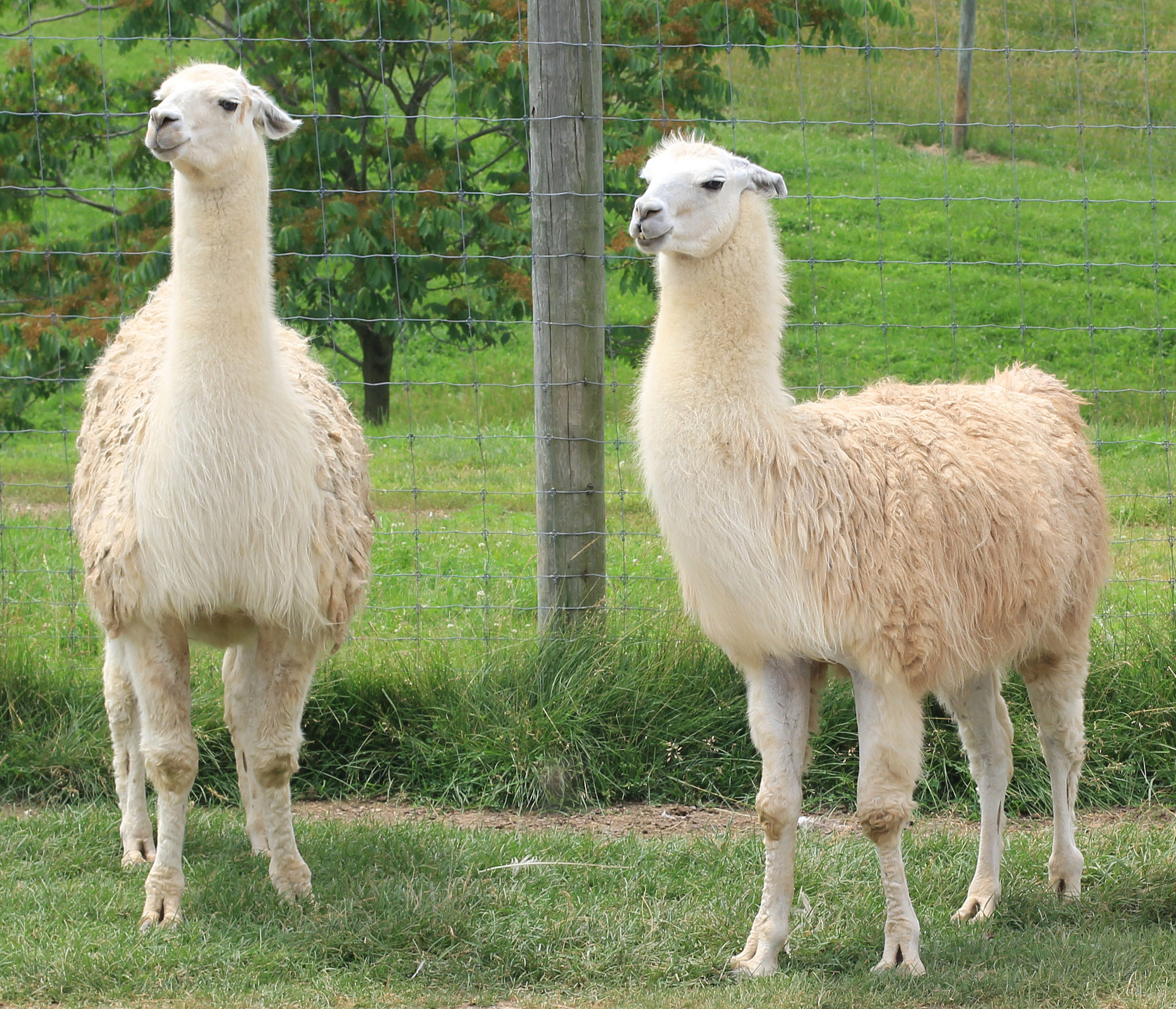 Llama - Key Facts, Information & Pictures