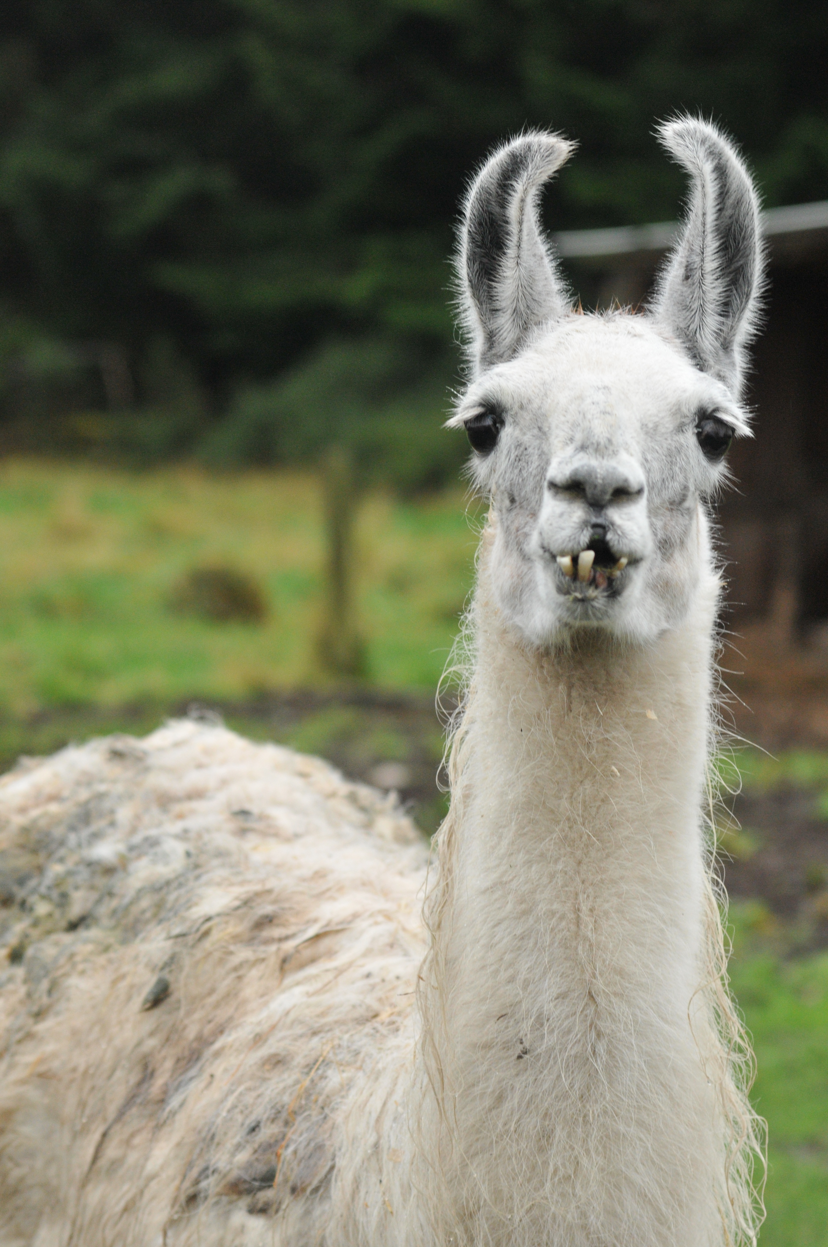 Scottish llama declared oldest in UK | Deadline News