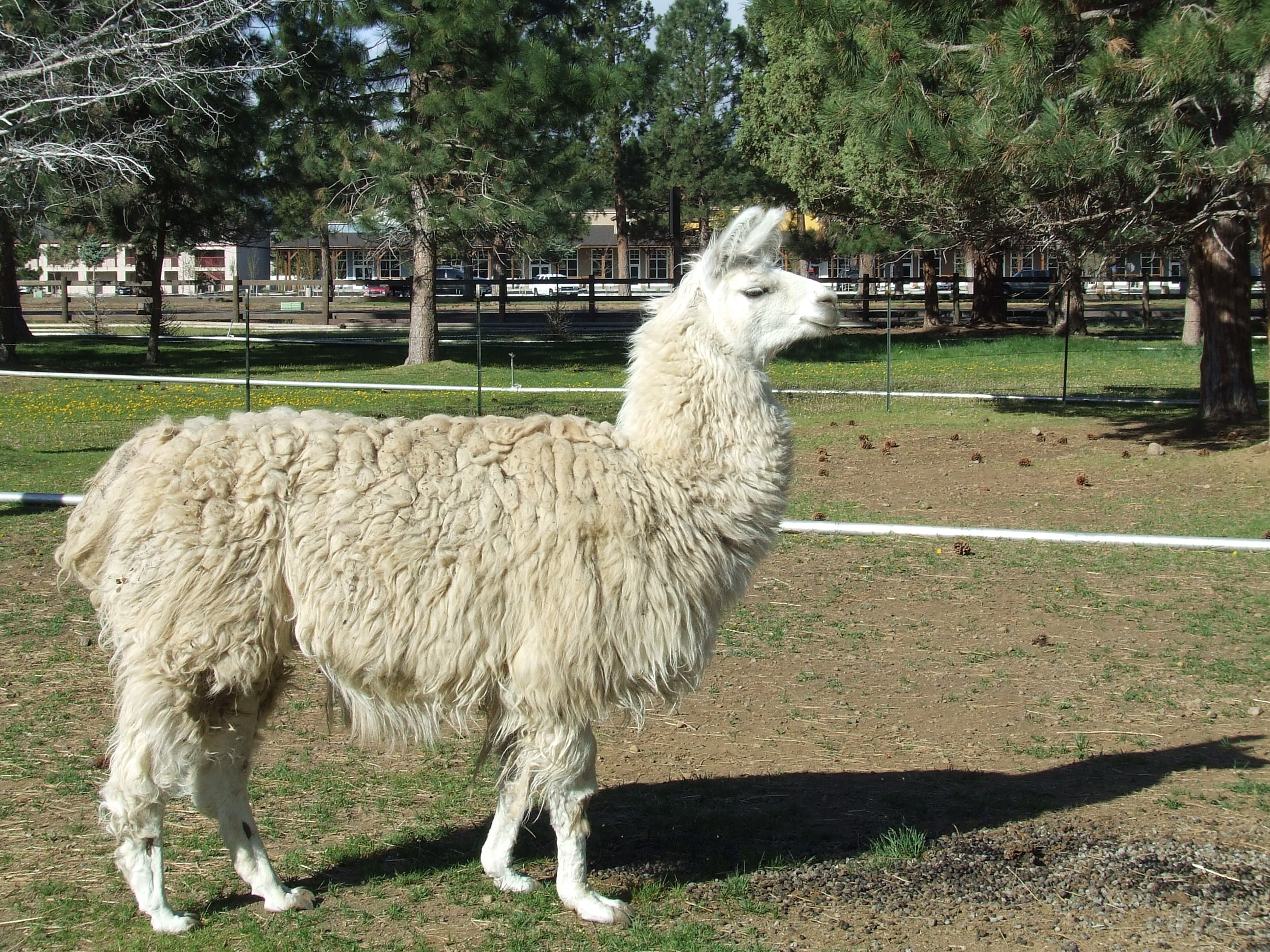 File:Domestic llama (2009-05-19).jpg - Wikimedia Commons