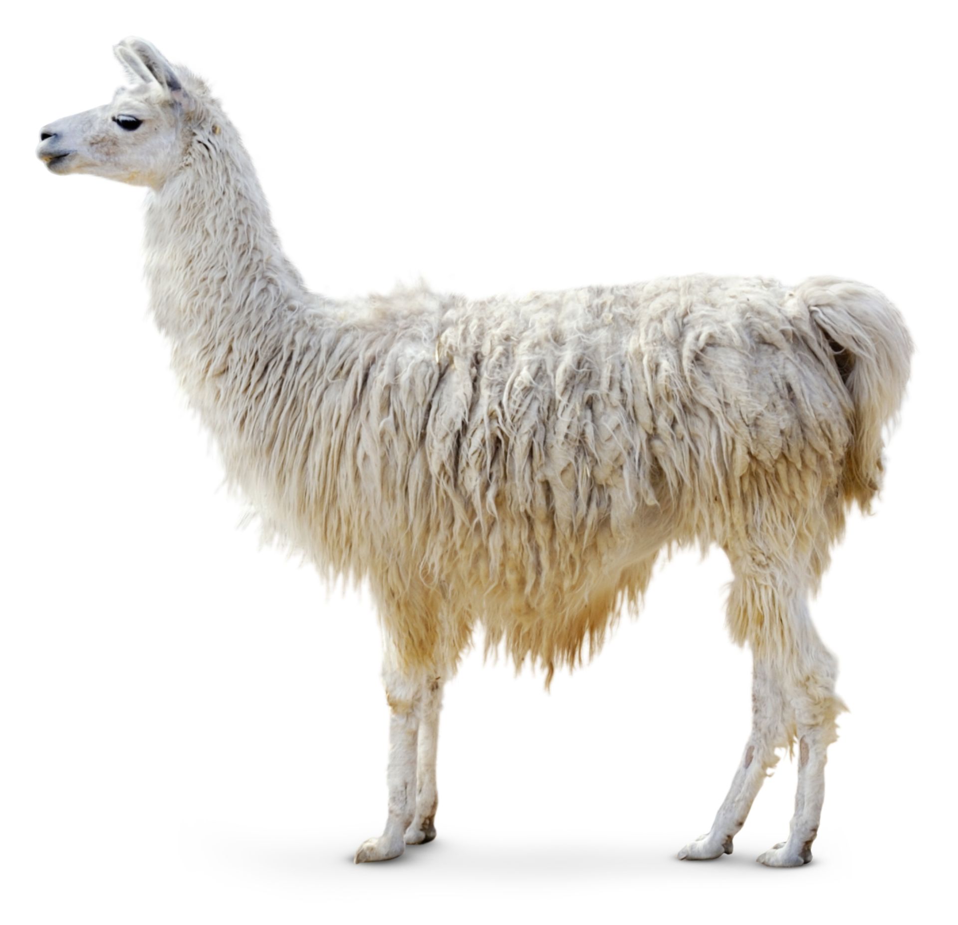 What Is A Llama? | Fun Facts About Llamas | DK Find Out