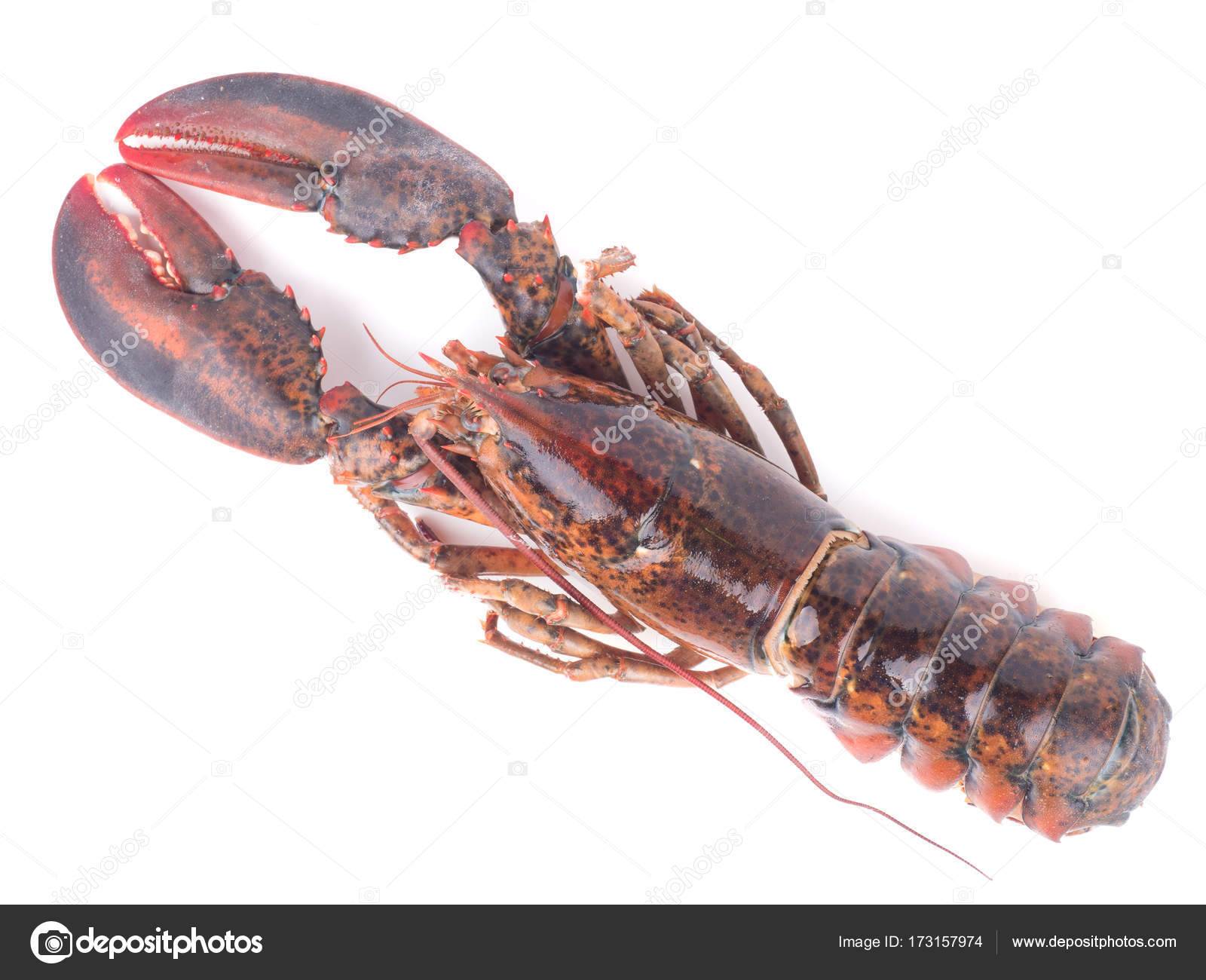 close up shot on lobster on white background, seafood menu for m ...