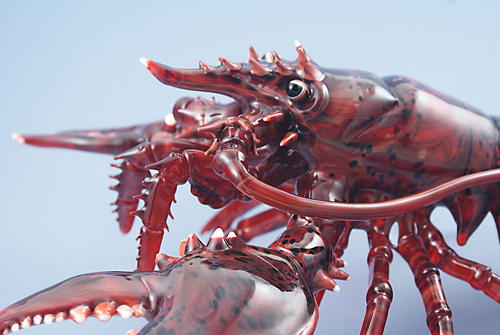 Lobsters - Lindemann Glass 2017