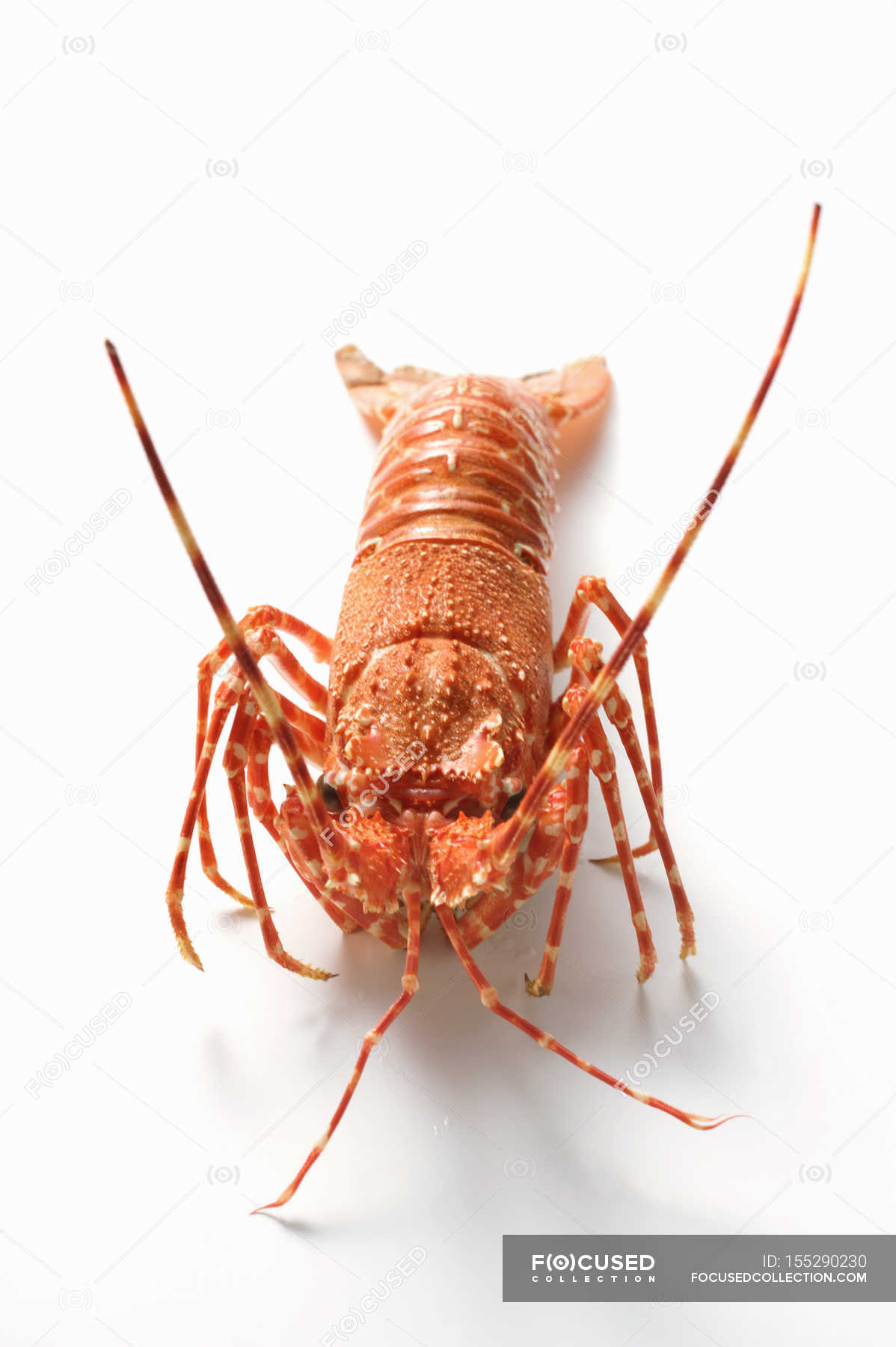 Closeup view of spiny lobster on white surface — Stock Photo ...