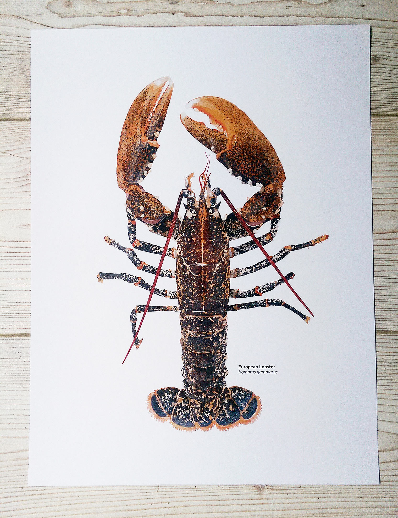 Digital Lobster print Lobster illustration Coastal print