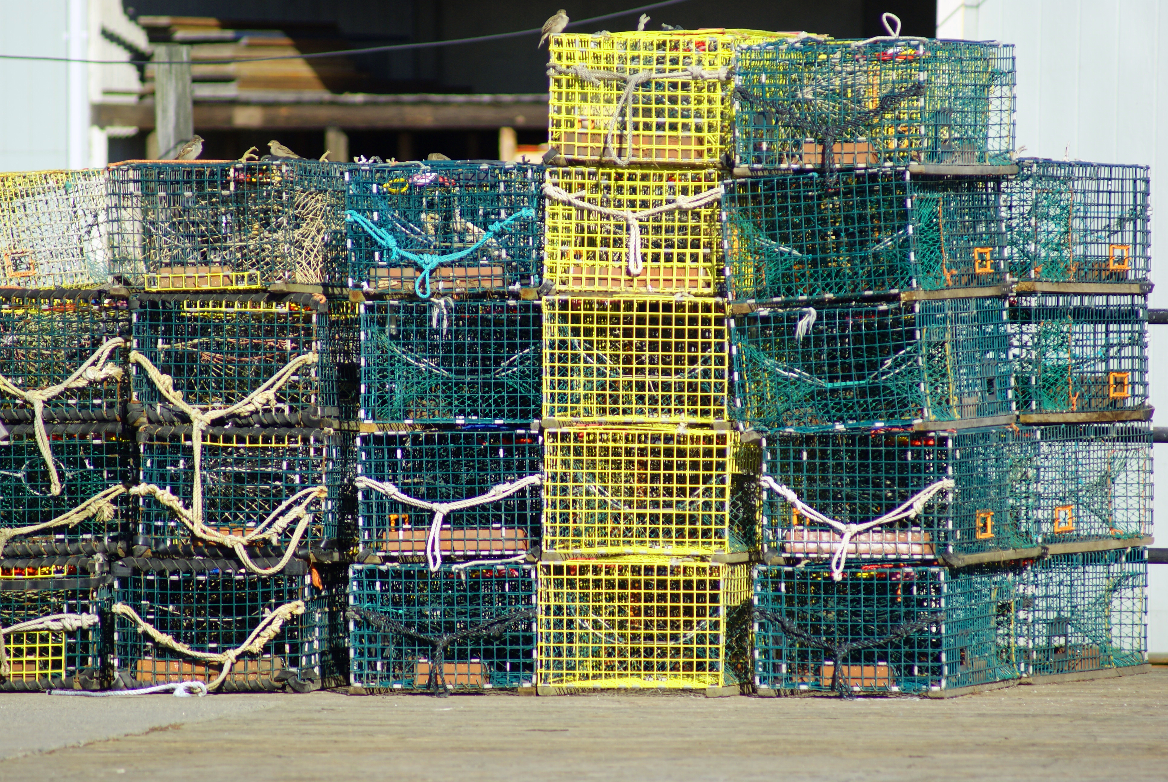 Lobster traps photo