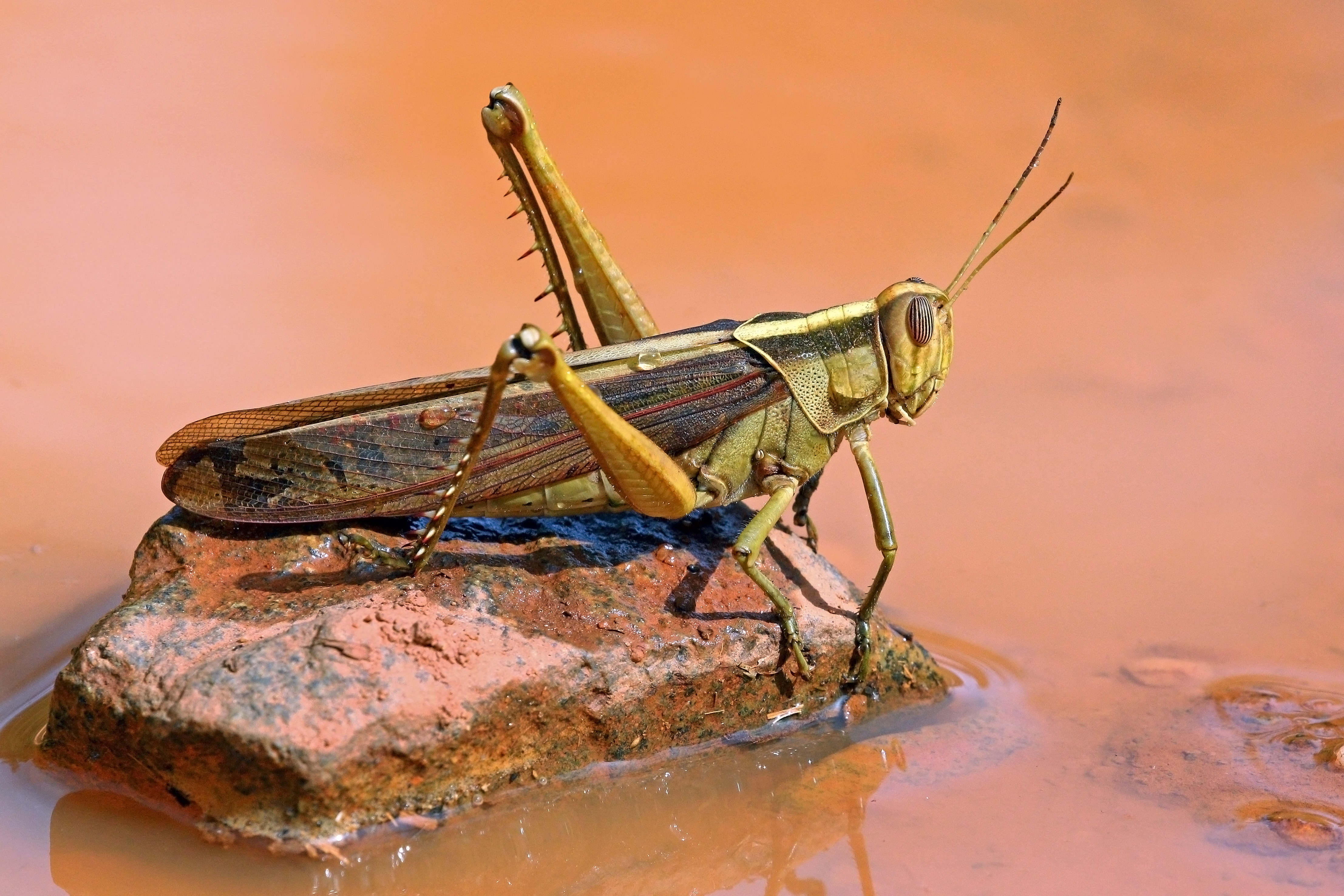 Locust photo