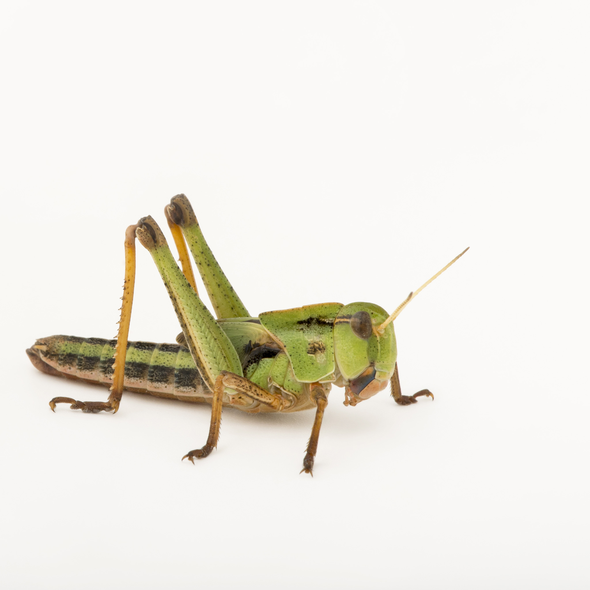 Locusts | National Geographic