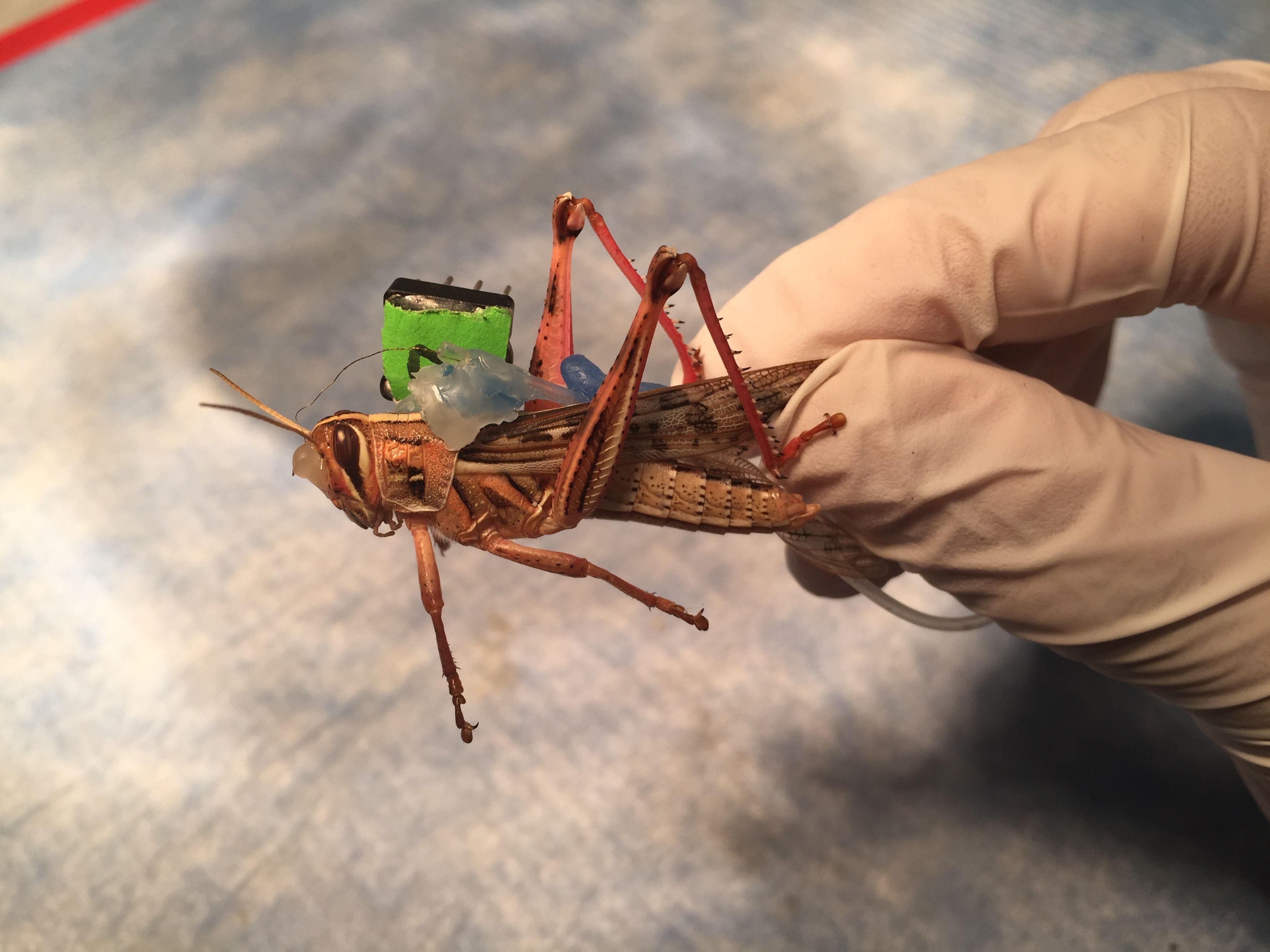 The US navy expects to have bomb-sniffing locusts within a year — Quartz