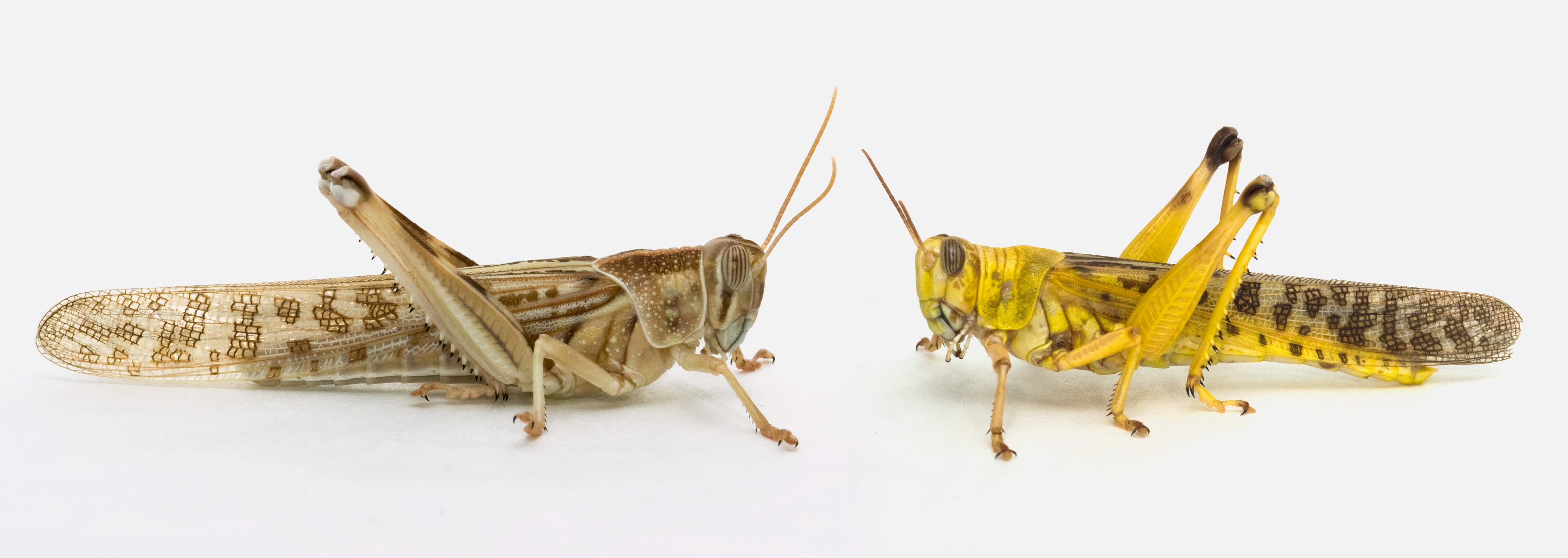 How Locusts Learn to Be Part of a Swarm | WIRED