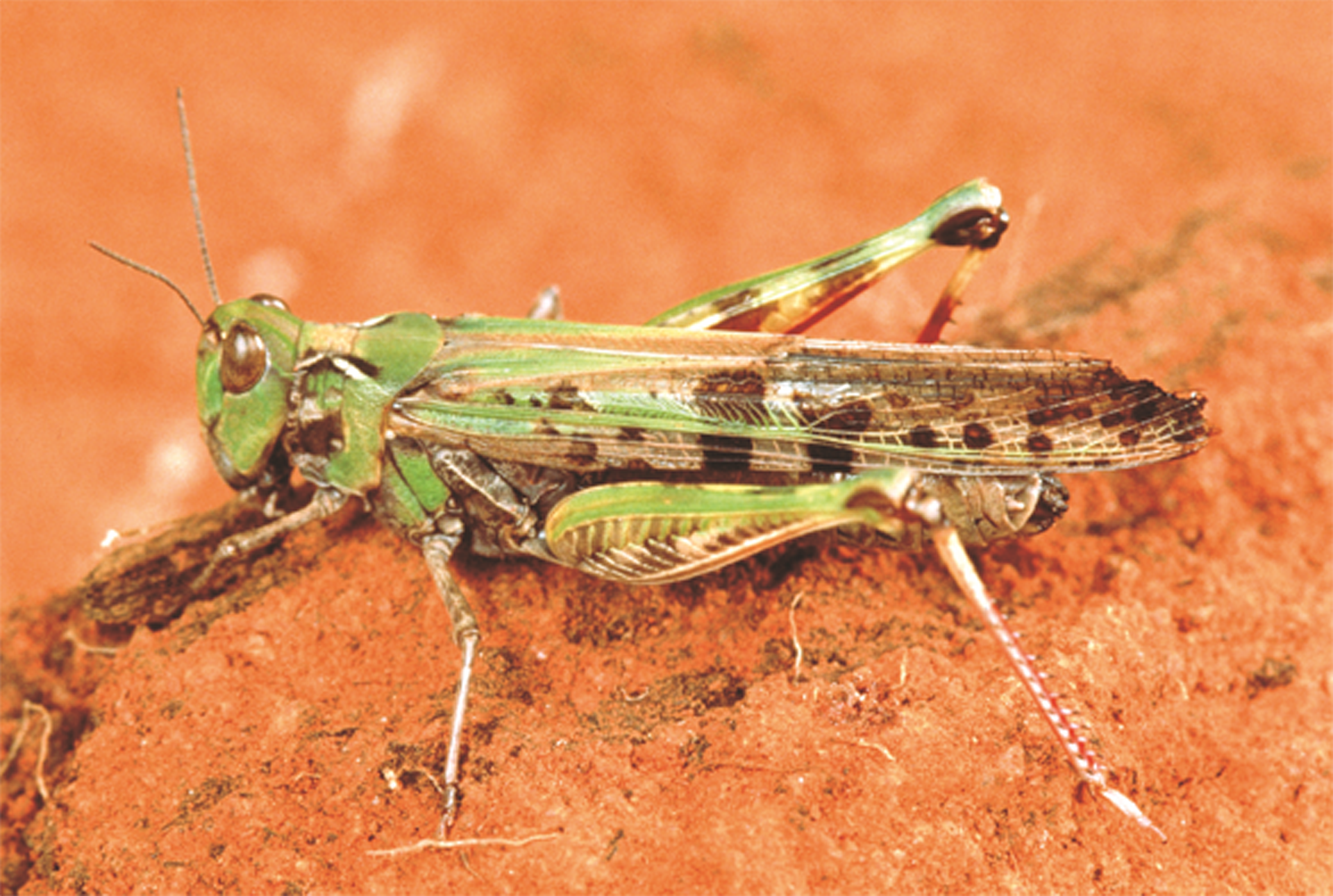 Australian plague locust: frequently asked questions | Agriculture ...