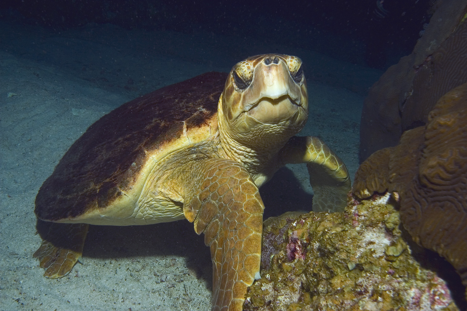 Loggerhead Sea Turtle - Form and Function