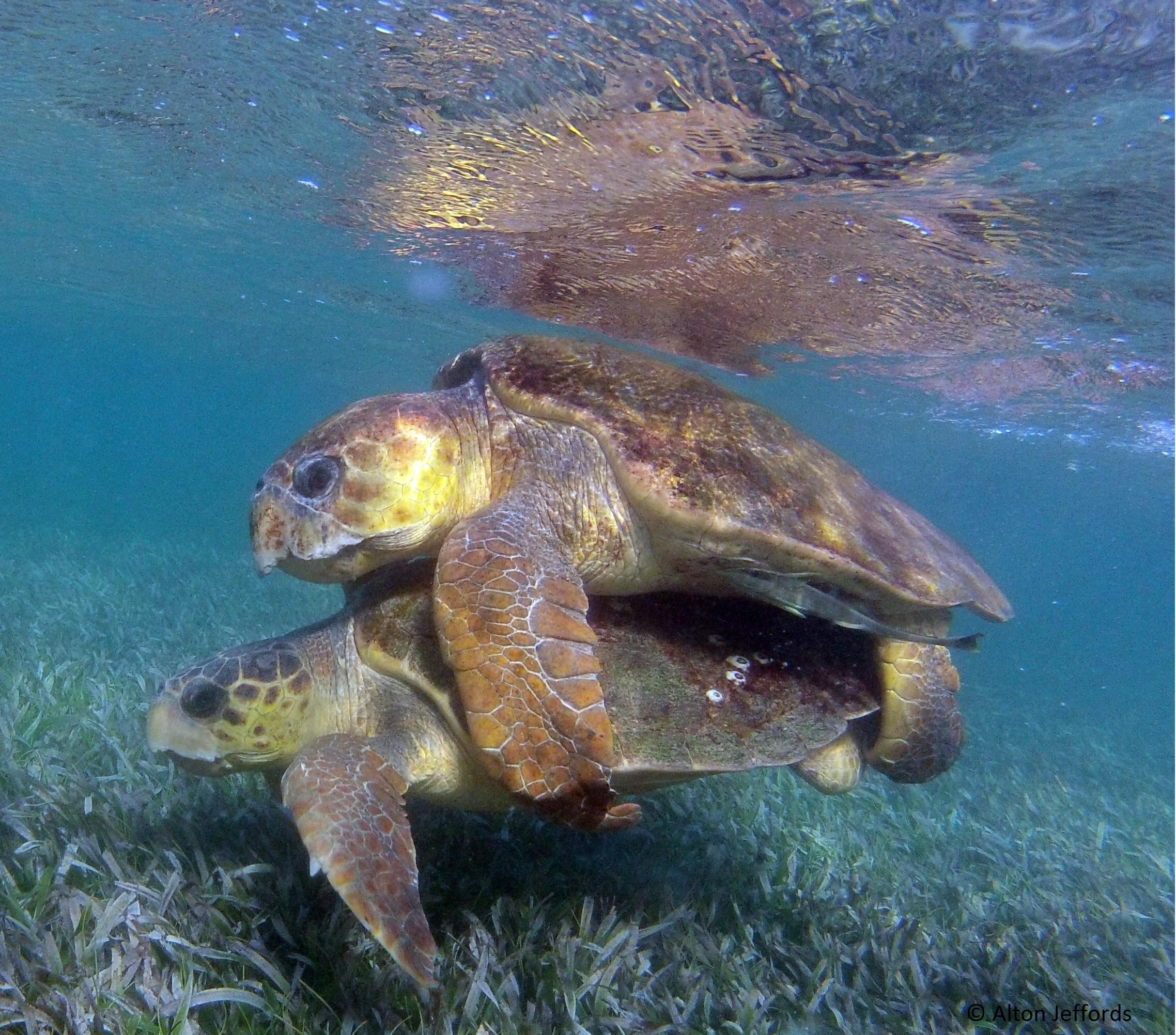 Loggerhead Turtle Tagged In Belize Is Found Nesting In Mexico ...