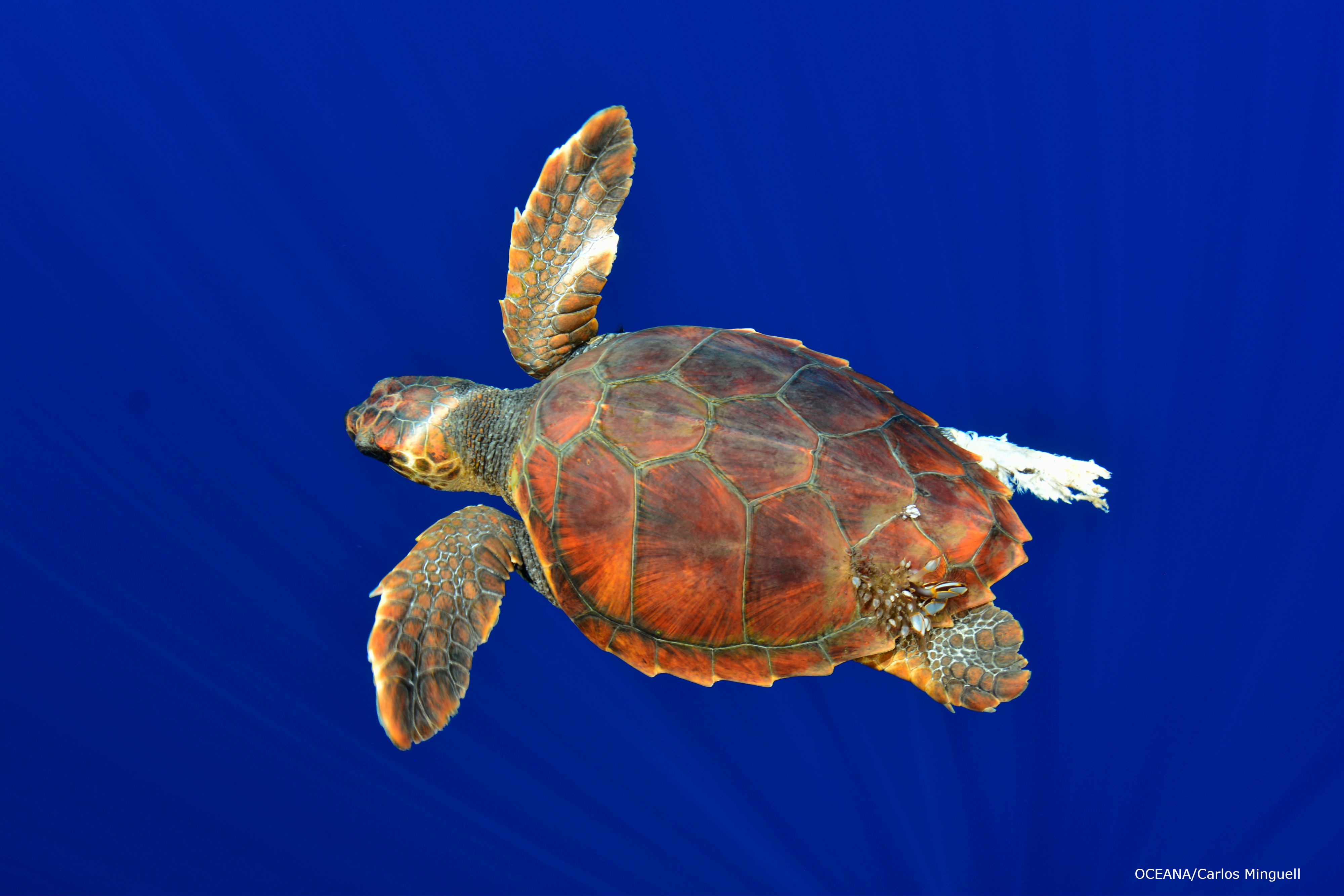 Species Profile: Which Sea Turtles Are Most At-Risk for Fisheries ...