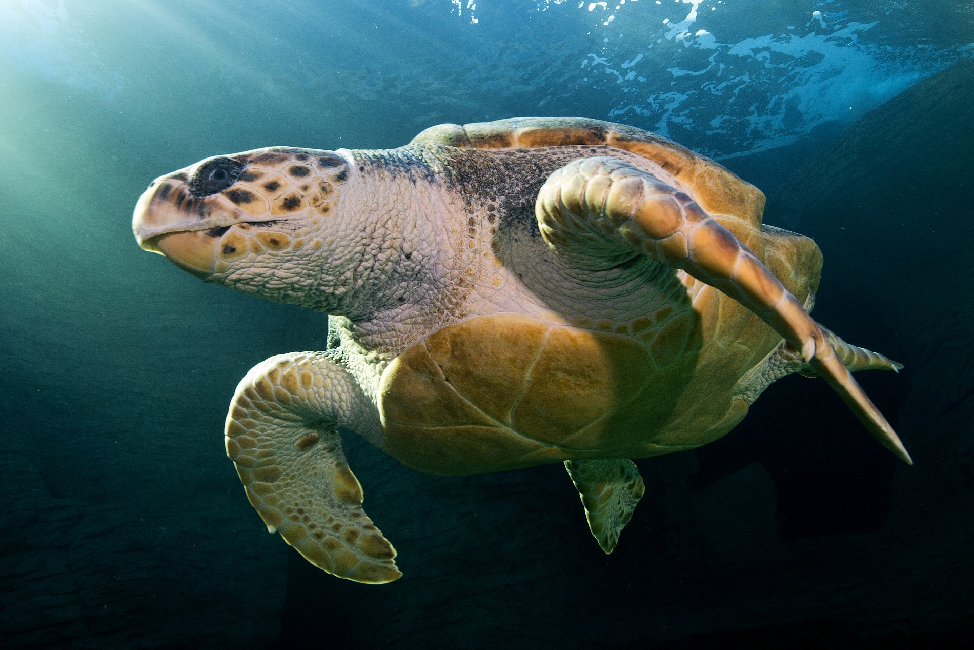 Loggerhead turtle – Species – Two Oceans Aquarium Cape Town, South ...