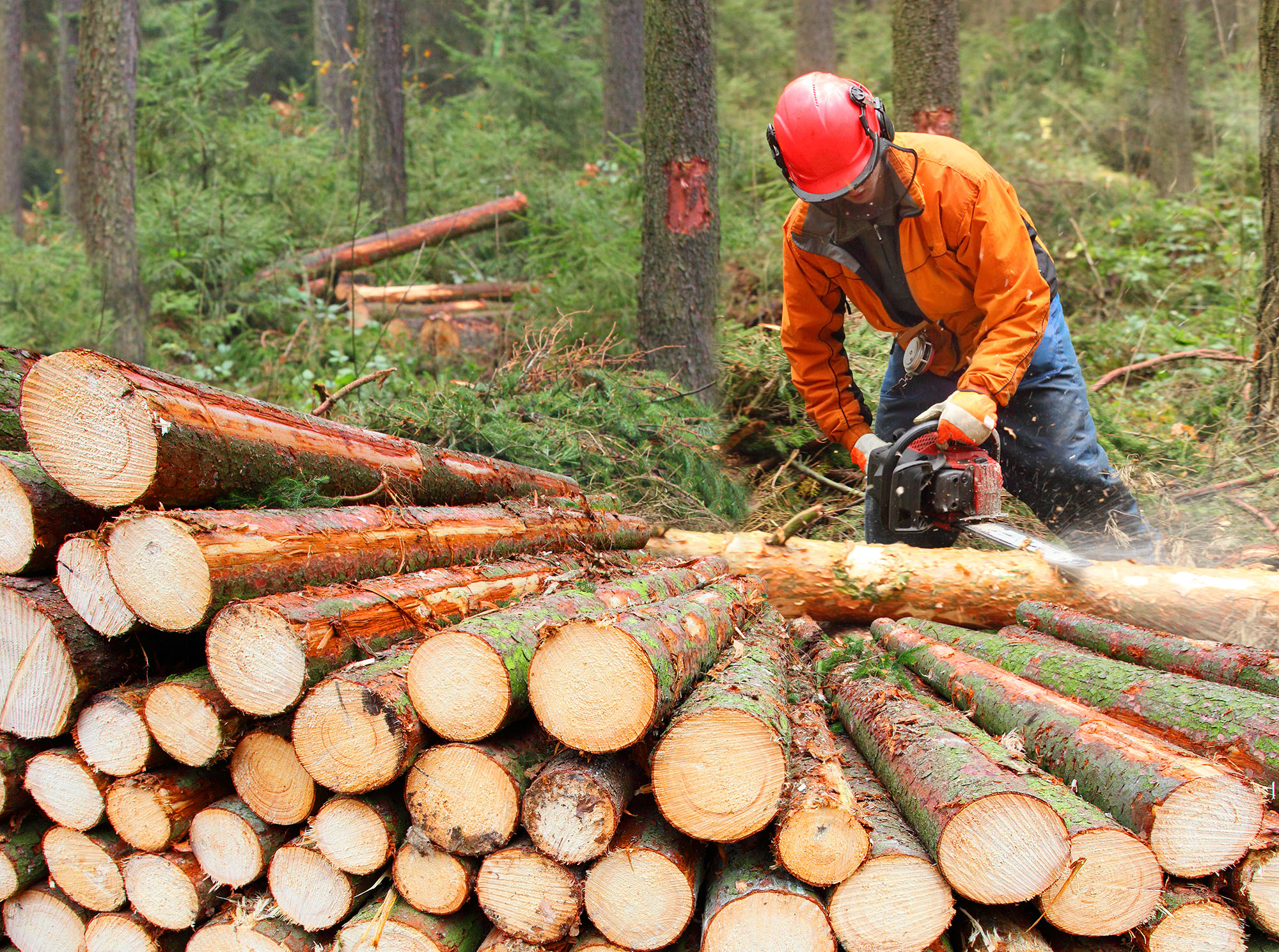 Forest Products & Logging - DMA Insurance | Seattle Bellingham