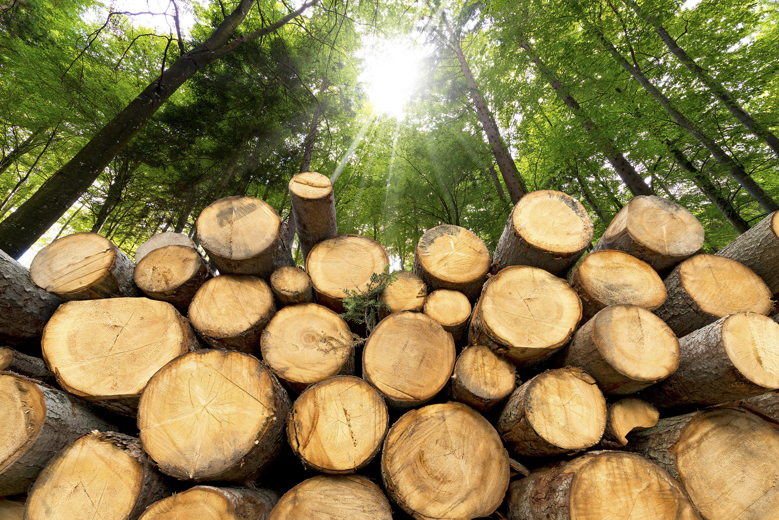Tree Removal | Grubbing Service | PA | A.M. Logging, LLC