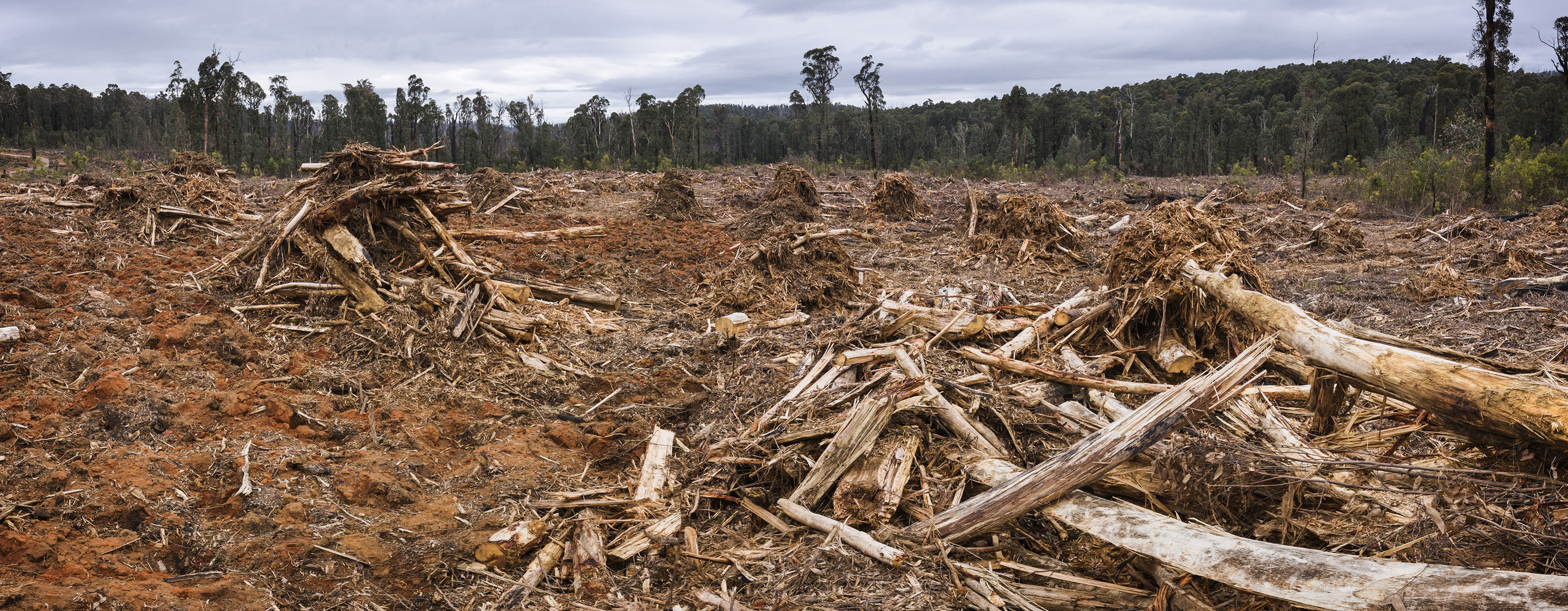 Vicforests tries to get green tick for logging endangered forests - FoEM