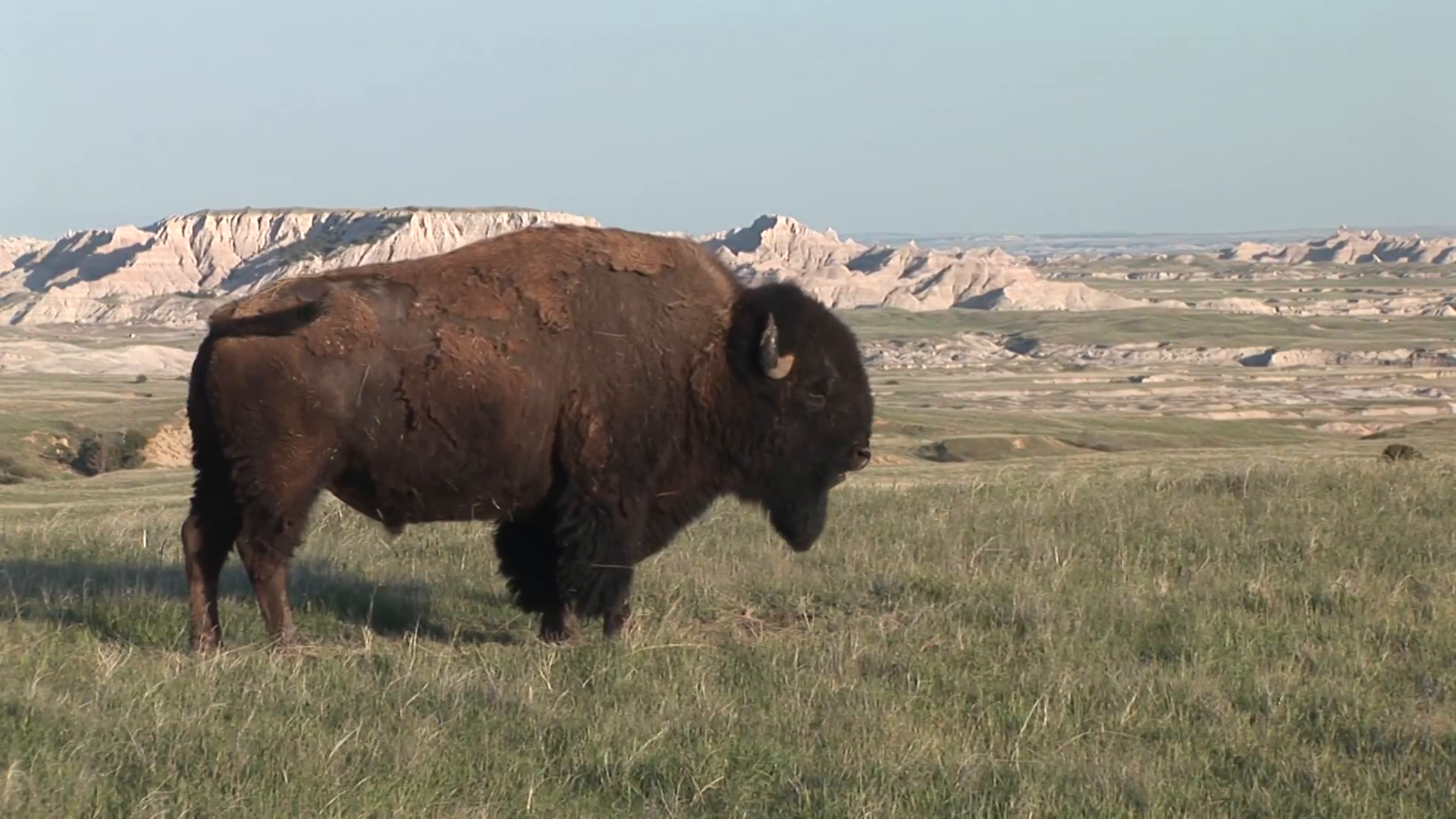 Bison Male Adult Lone Standing Spring Scenery Stock Video Footage ...