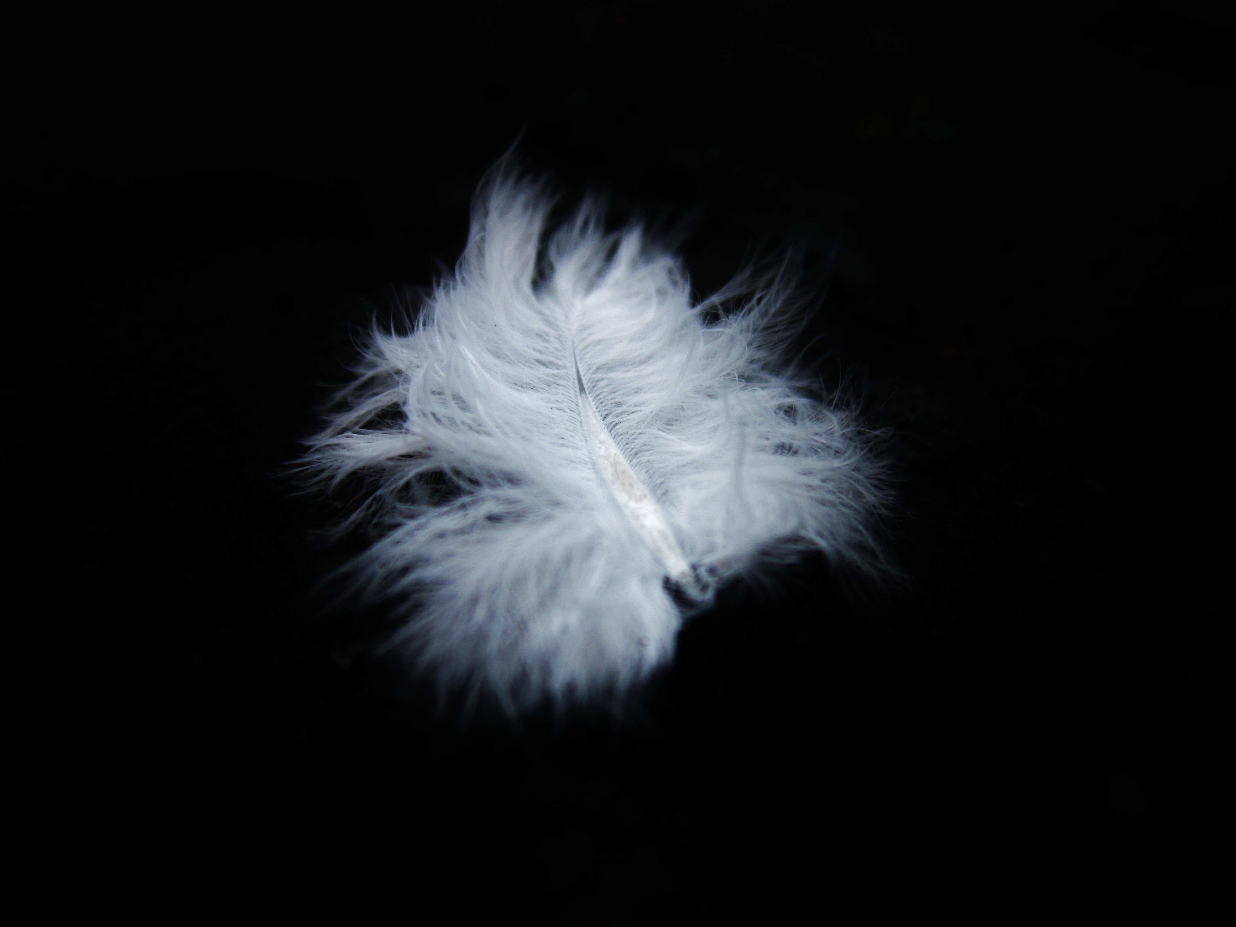 Lone Feather Floating In Darkness | Camera Obscure