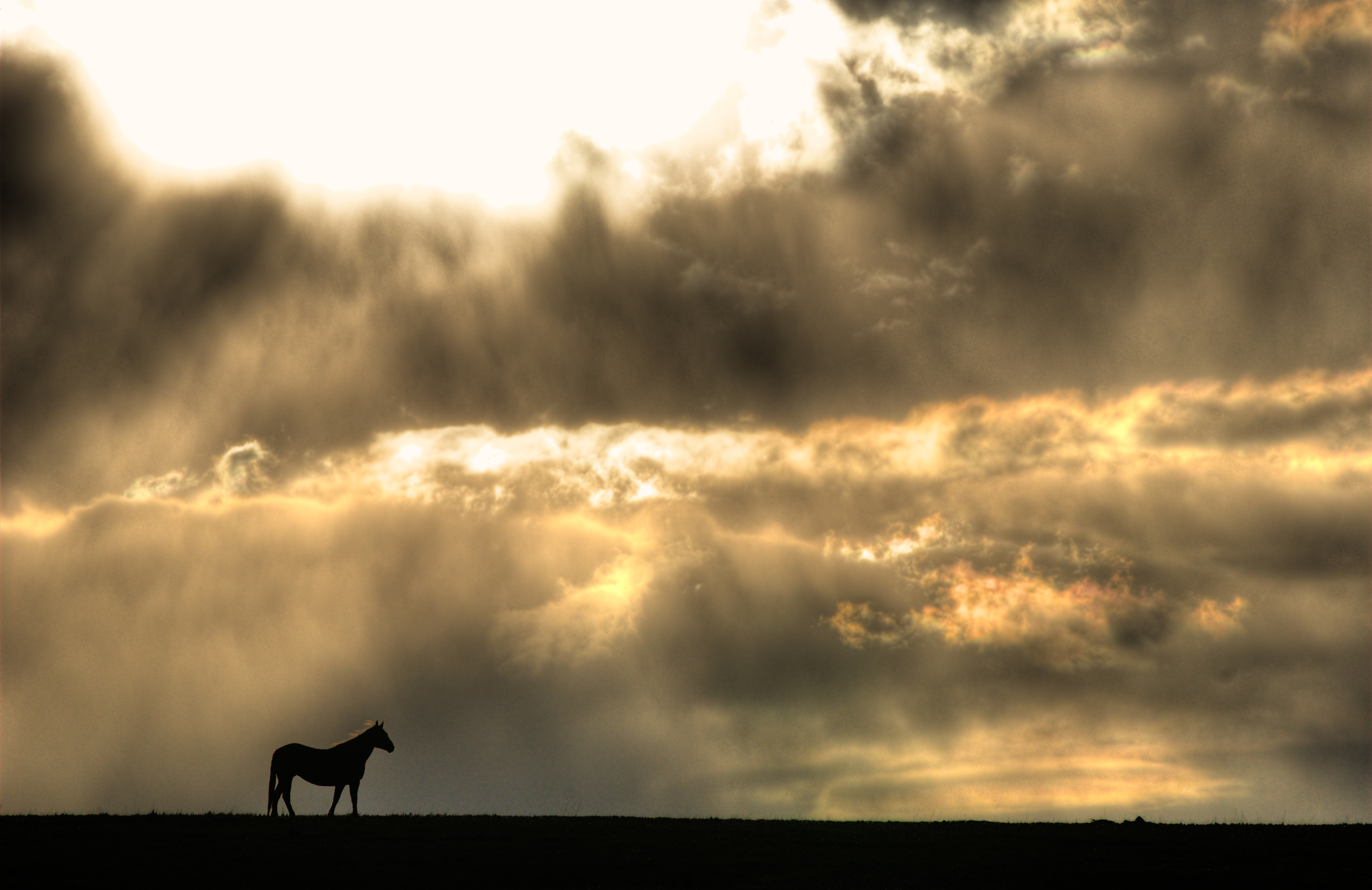 Lone Horse – Dan Goodman Photography