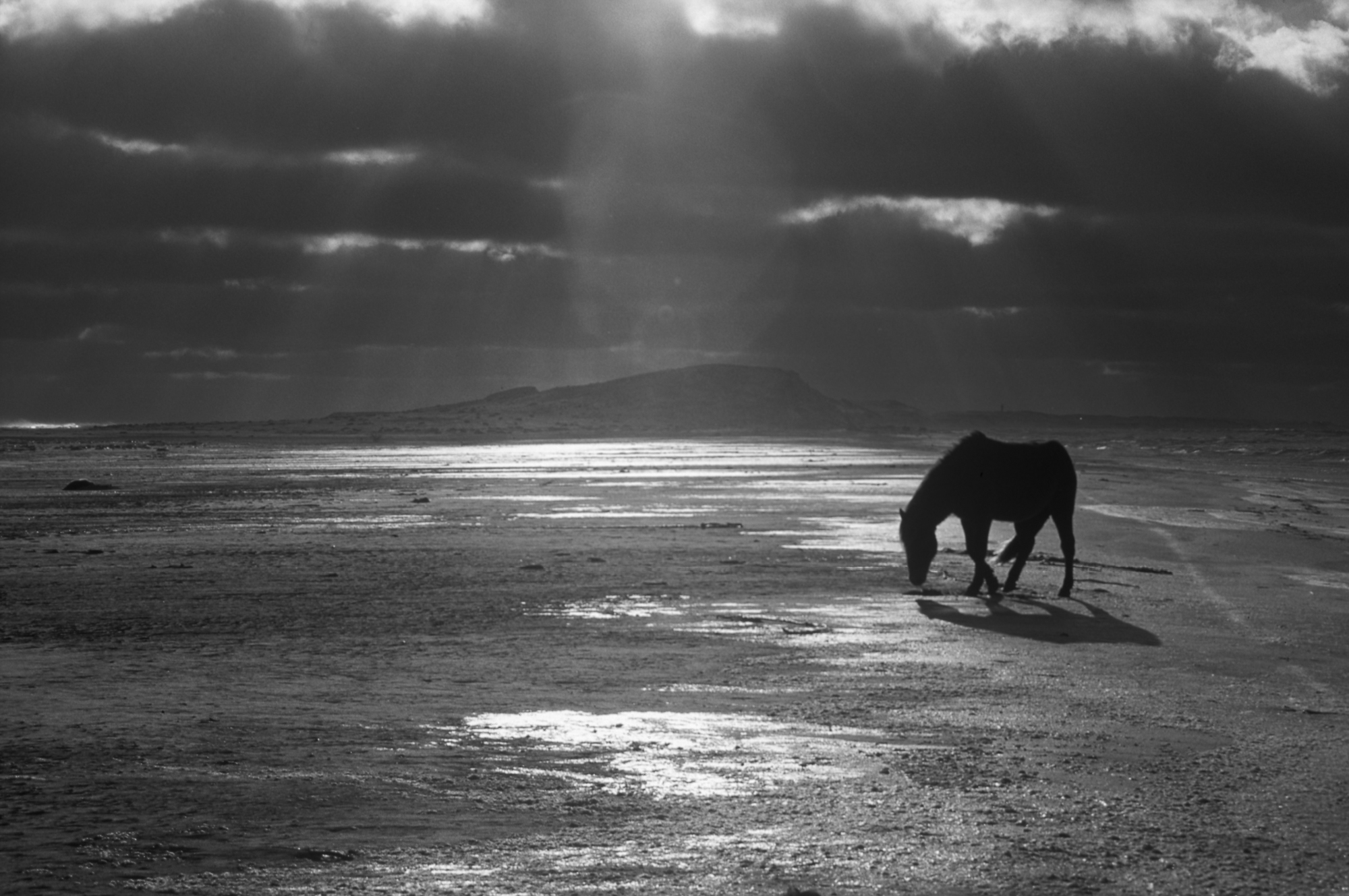 Lone horse on the East Spit | Damian Lidgard | Foxsly Online Market ...