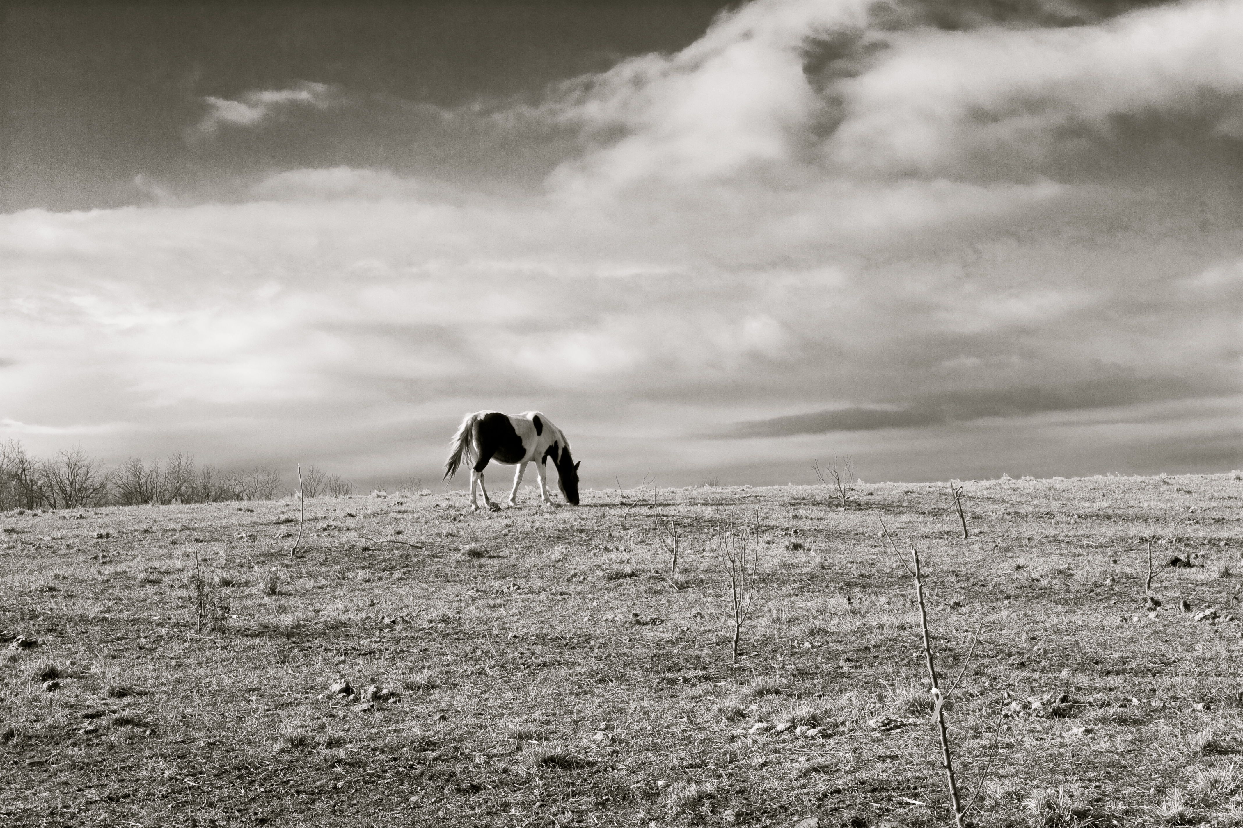 Lone Horse on Hill