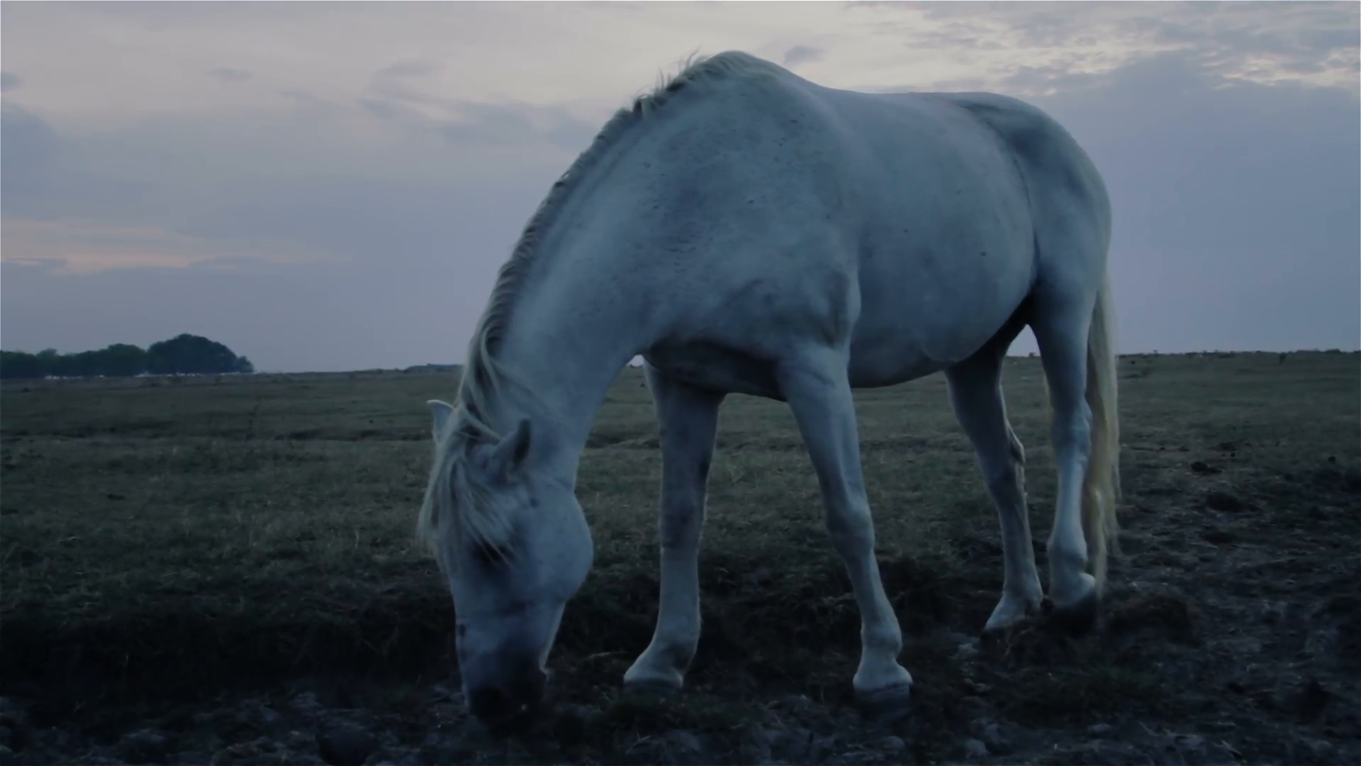 Lone horse at night. Stock Video Footage - VideoBlocks