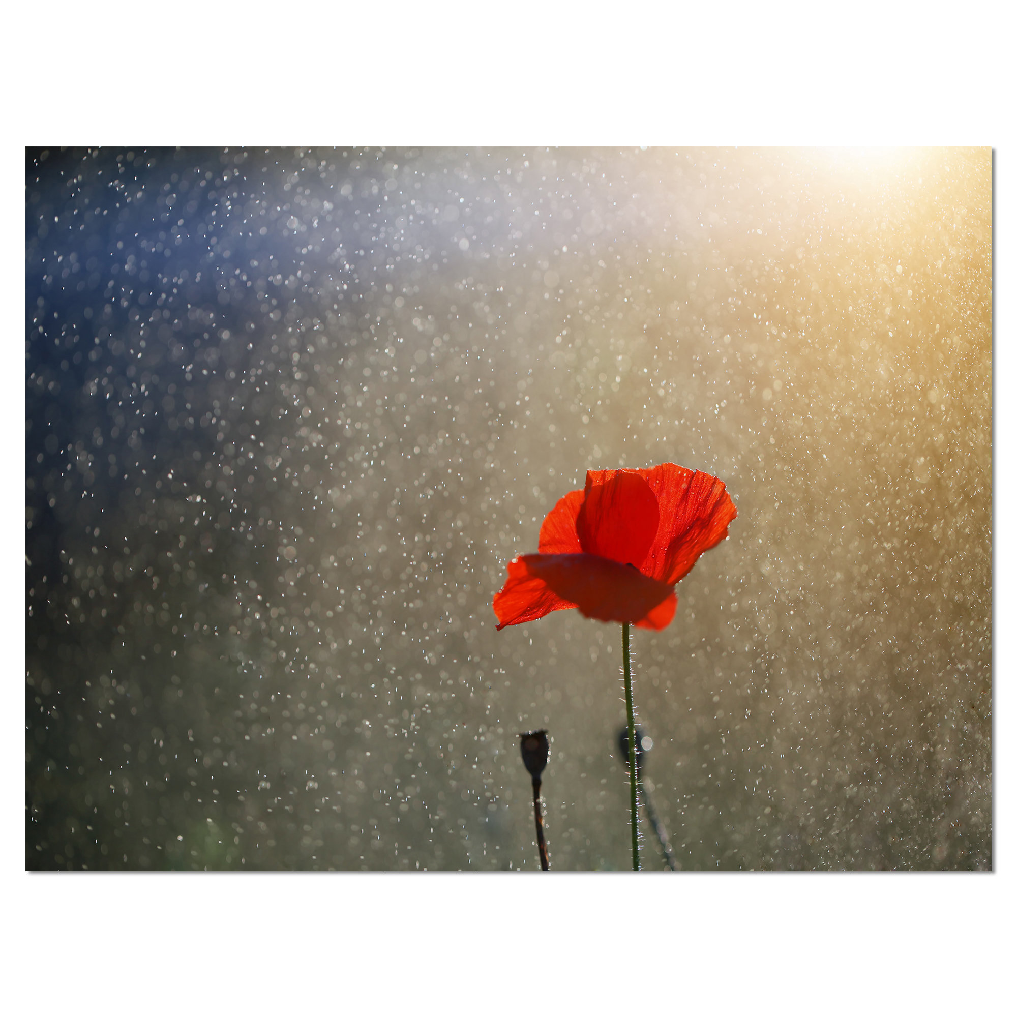 DesignArt 'Lone Red Puppy Flower under Lights' Photographic Print on ...