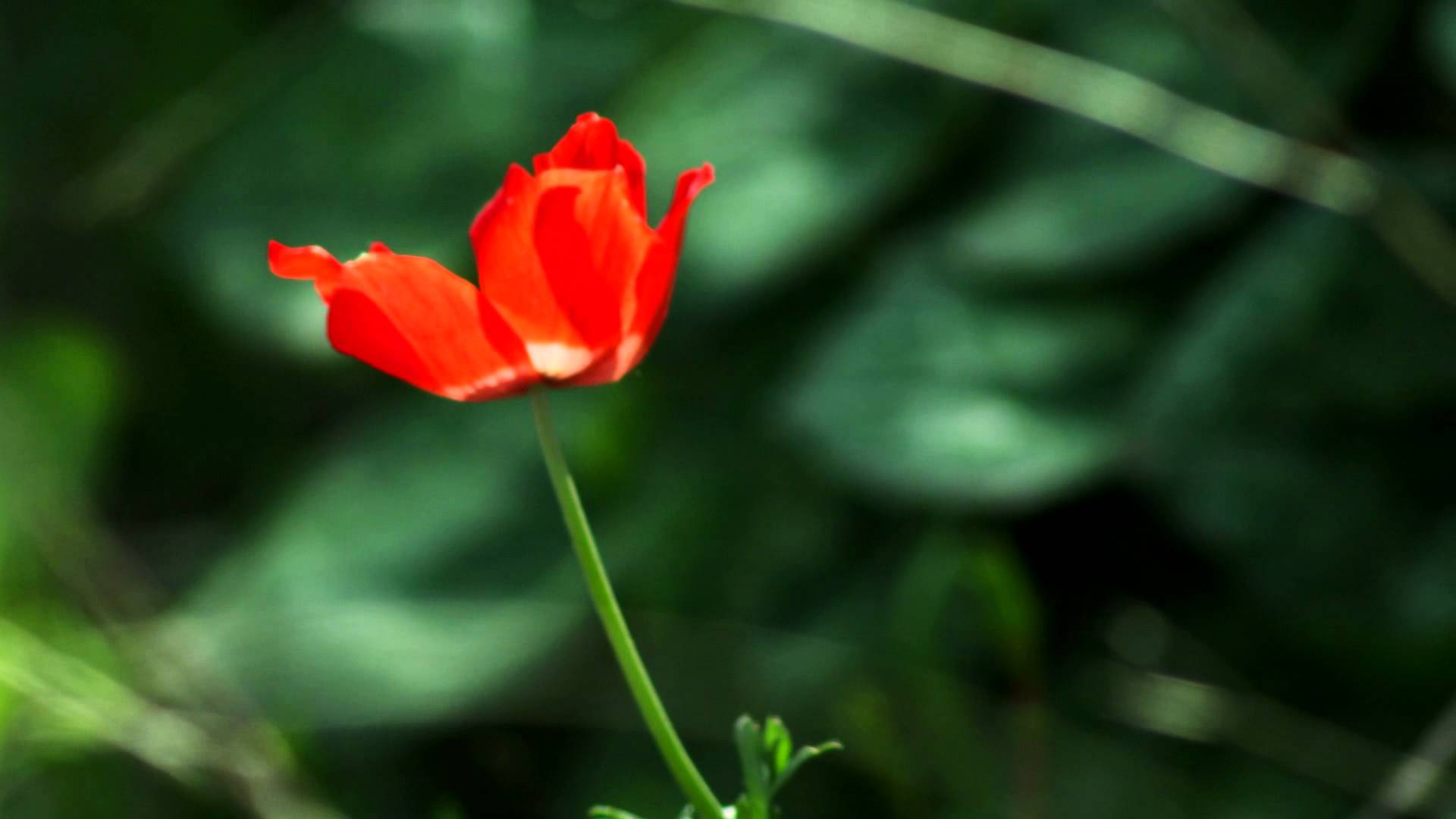 Panning shot of A lone red flower in the breeze shot in Israel ...