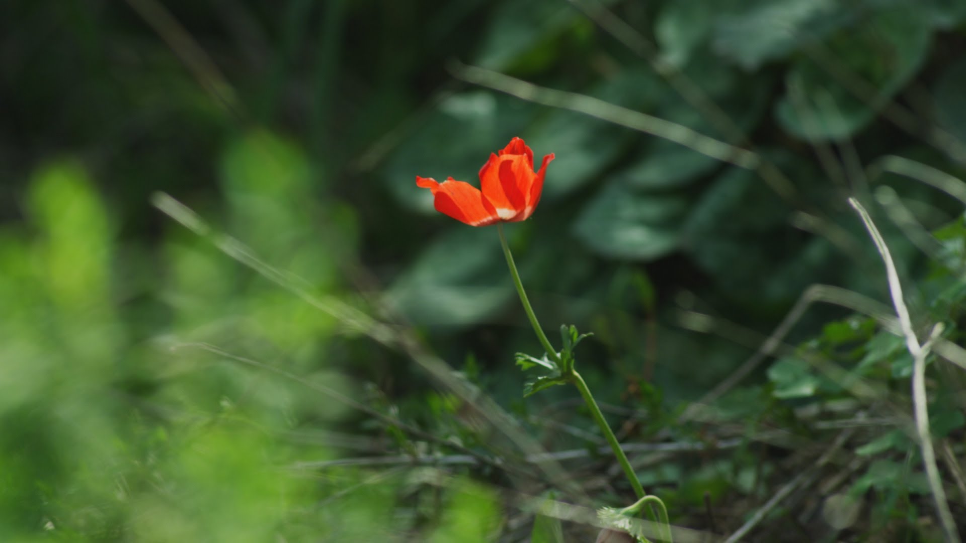 Royalty Free Stock Video Footage of a lone red flower in the breeze ...