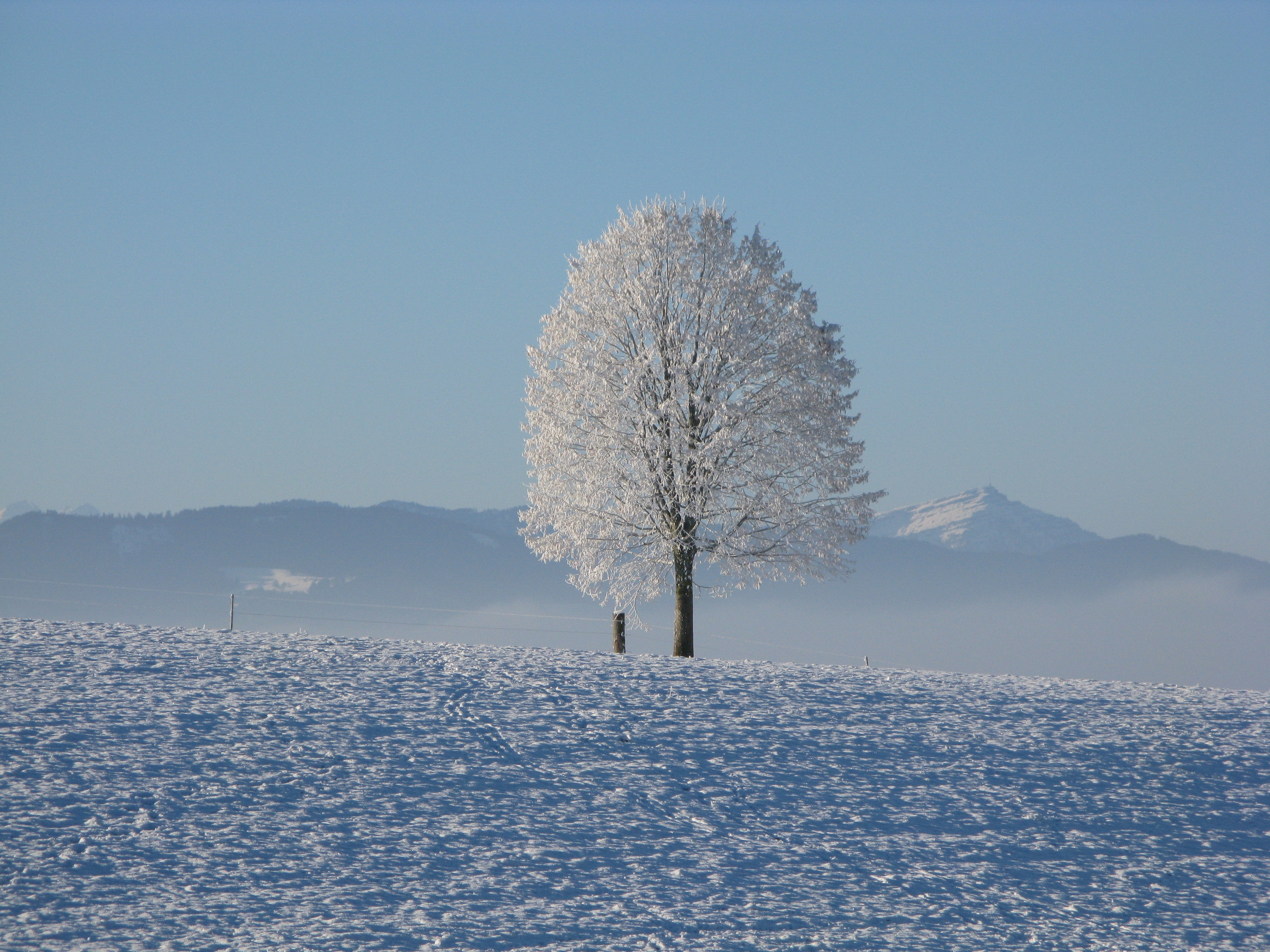Lone tree surrounded by snowcap mountain under blue sky photo