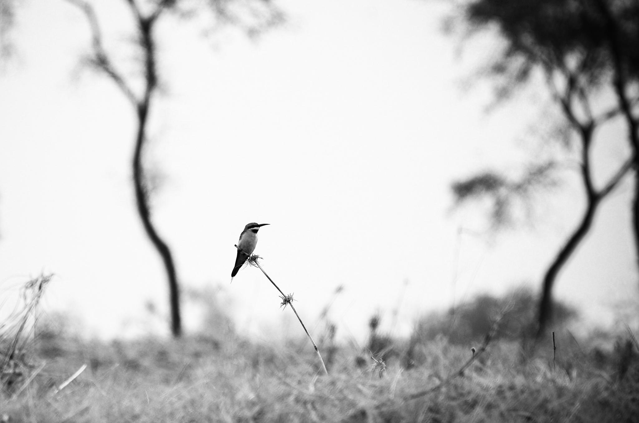Portfolio: Photography » Birds » Lonely Shelter