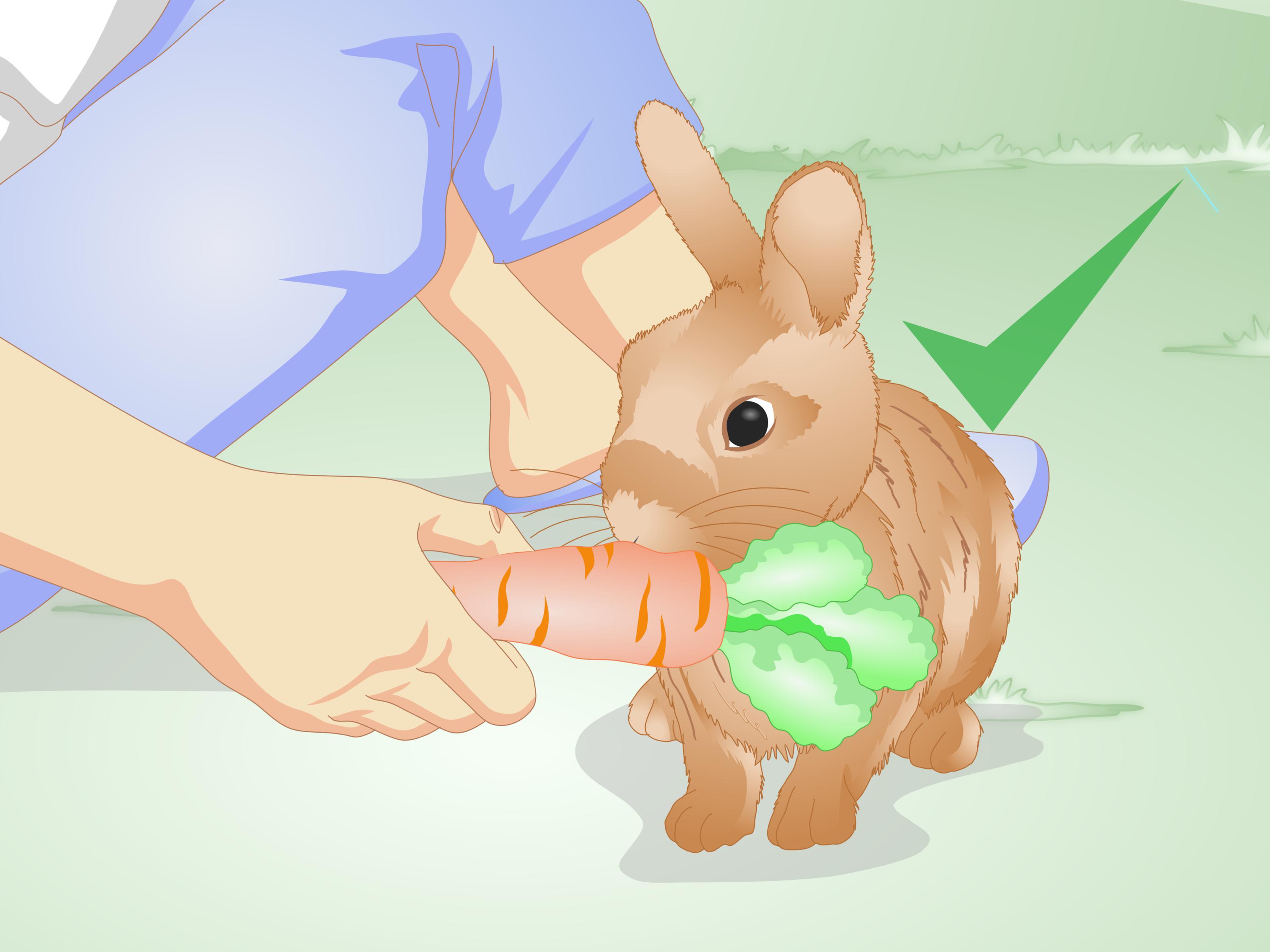How to Tell if Your Rabbit Is Lonely: 11 Steps (with Pictures)