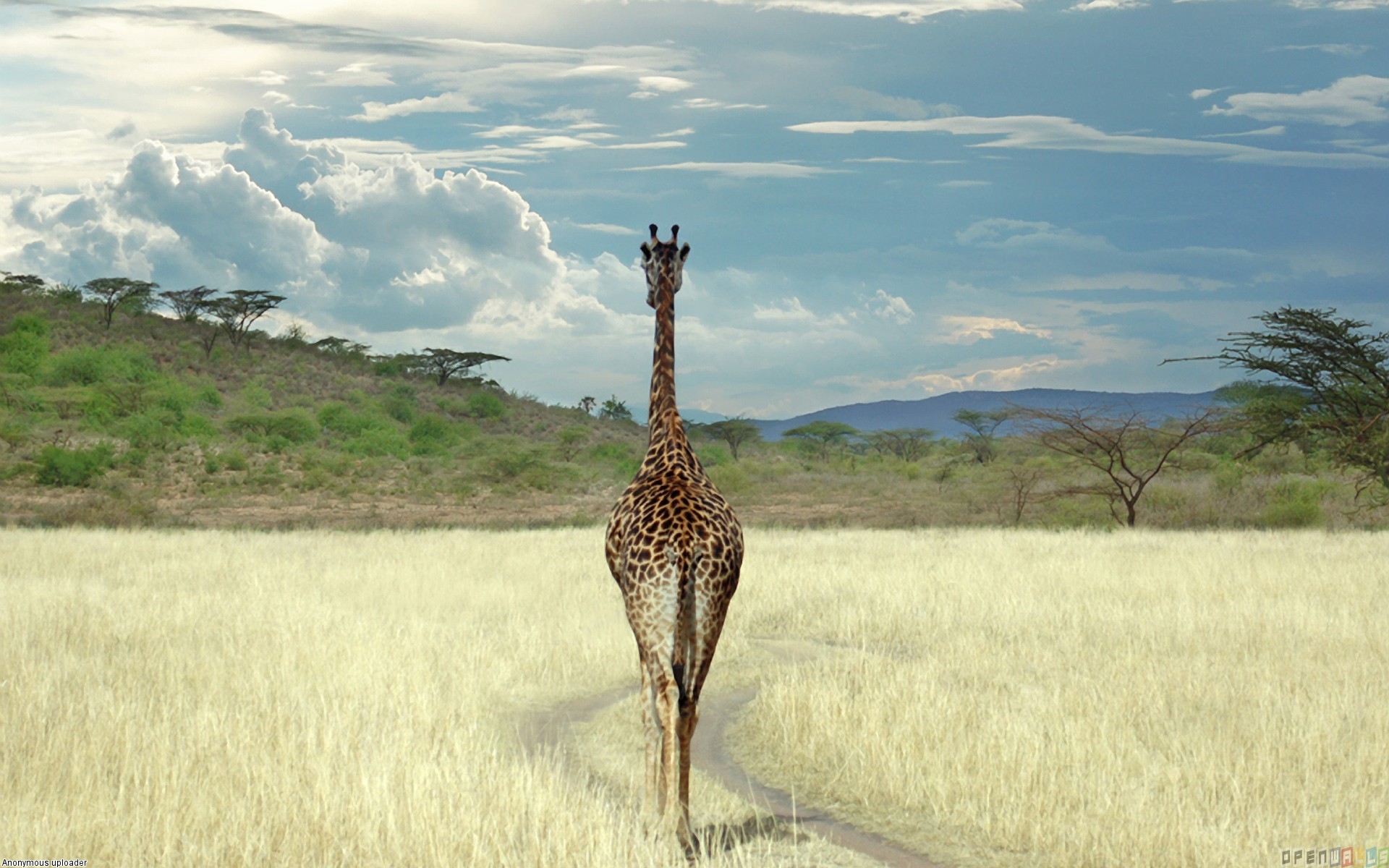 Lonely giraffe photo
