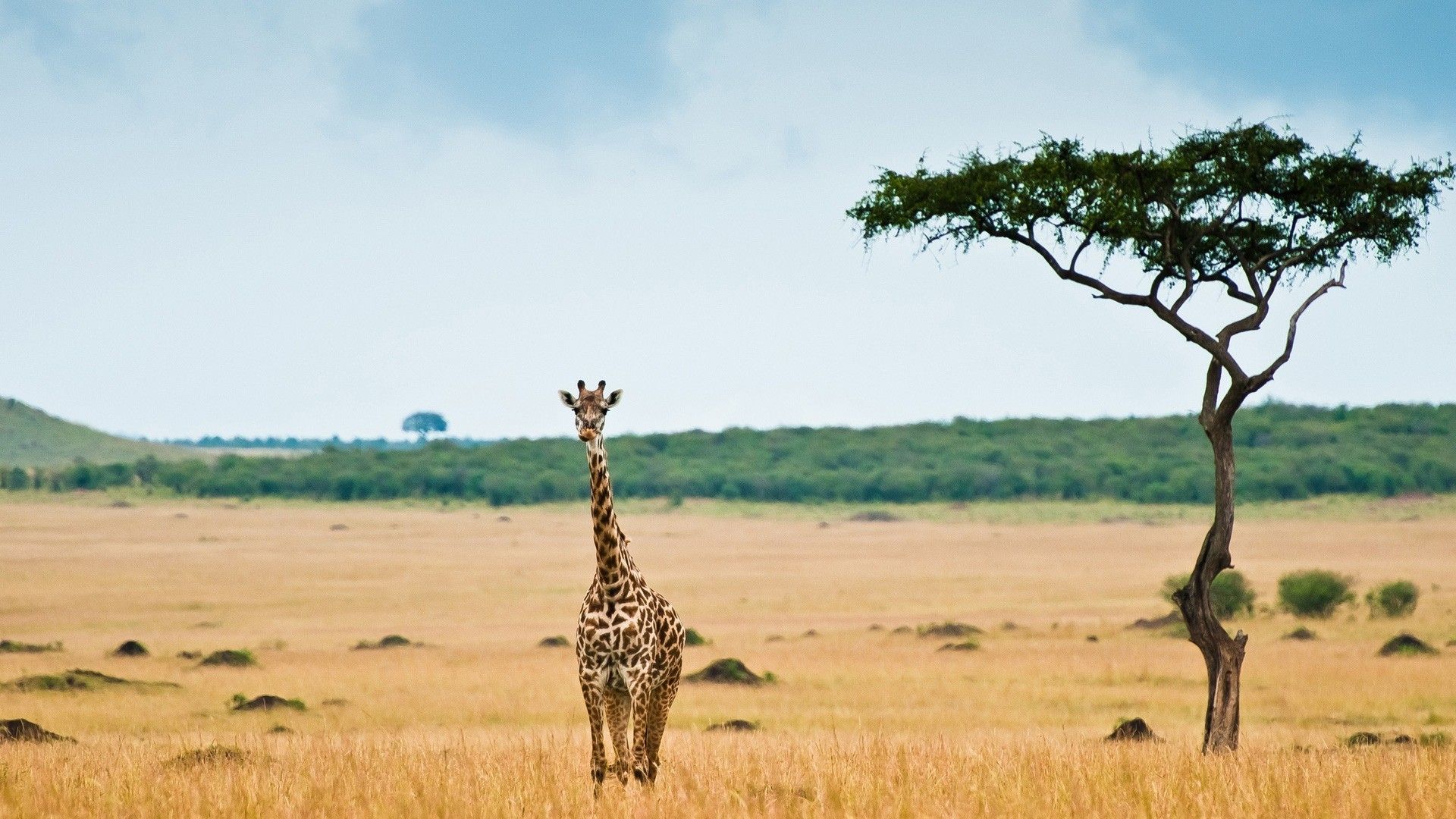 Animals giraffes lonely (1920x1080, giraffes, lonely) via www ...