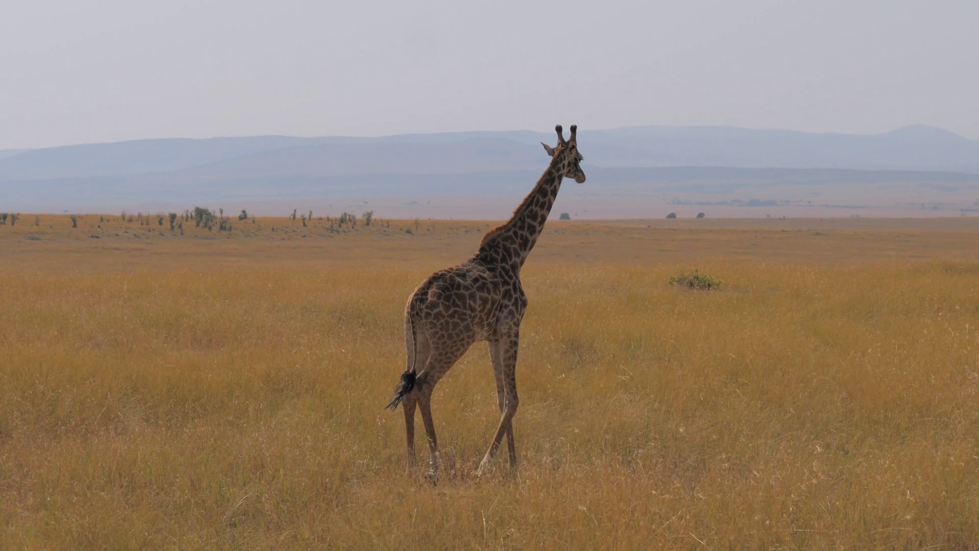 Lonely Giraffe Walking In The African Savannah. Masai Mara, Nature ...