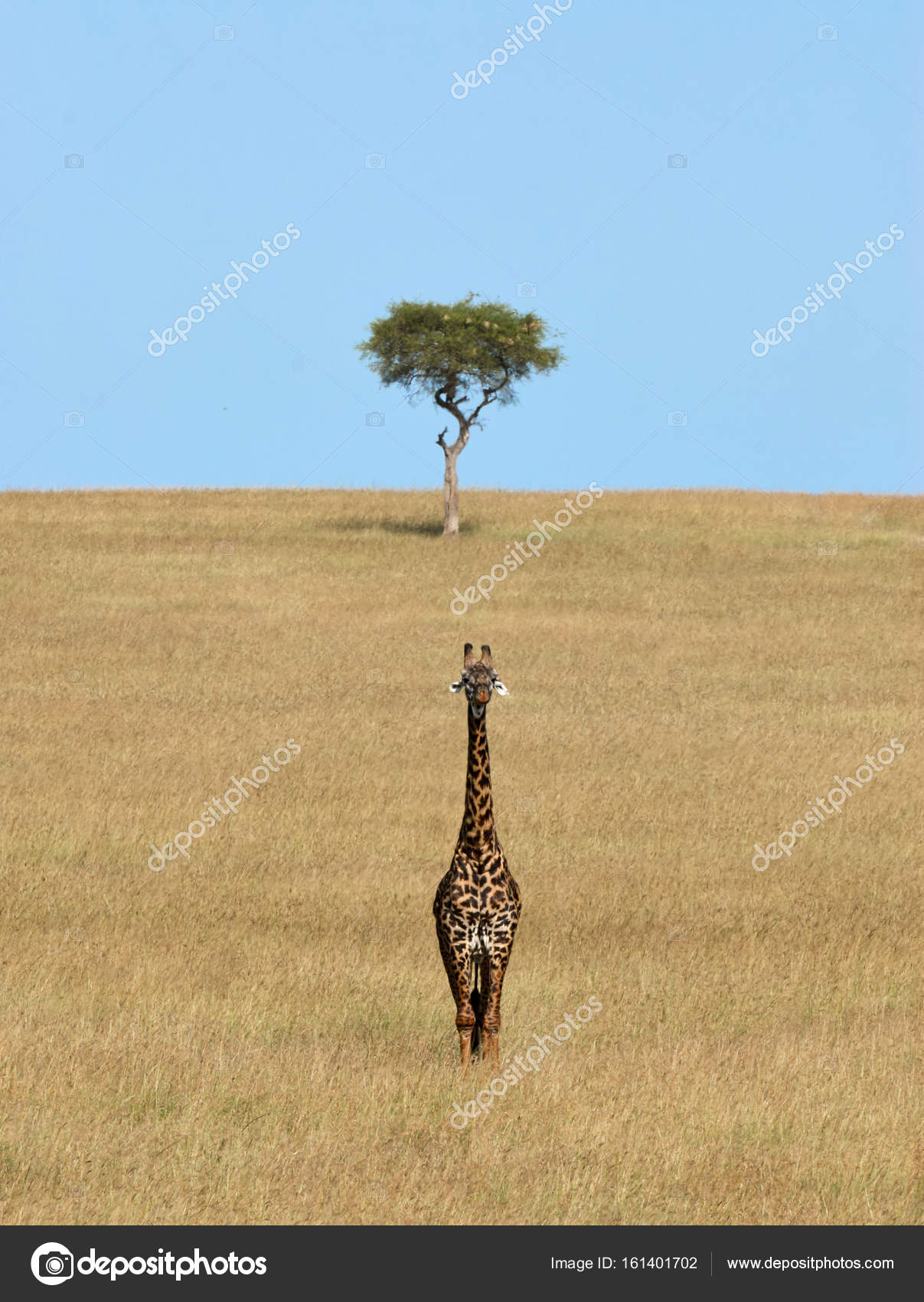 Lonely Giraffe in Kenya — Stock Photo © LuaAr #161401702