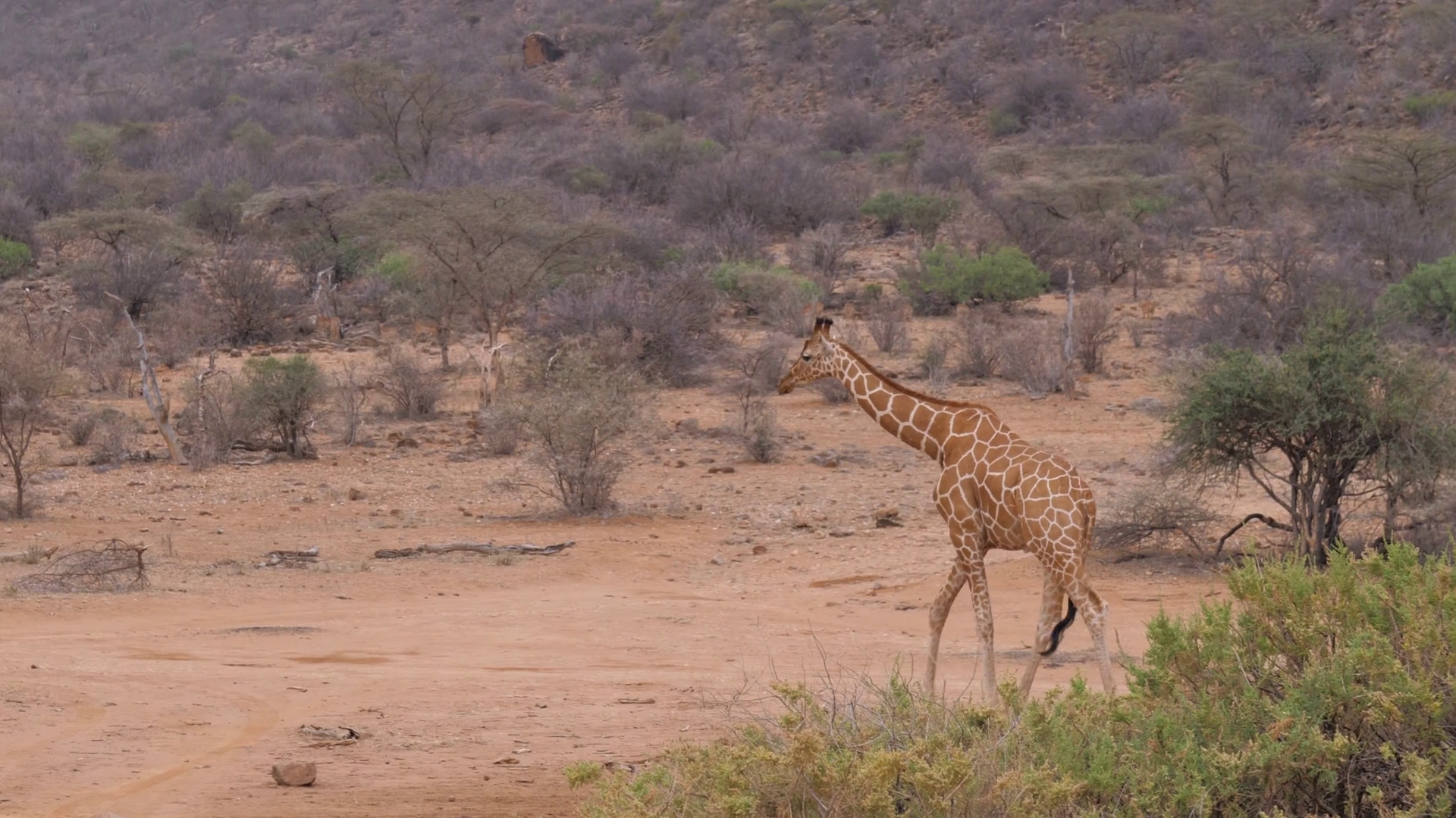 Lonely Giraffe Walking On The Dry Dusty African Savannah, Samburu ...