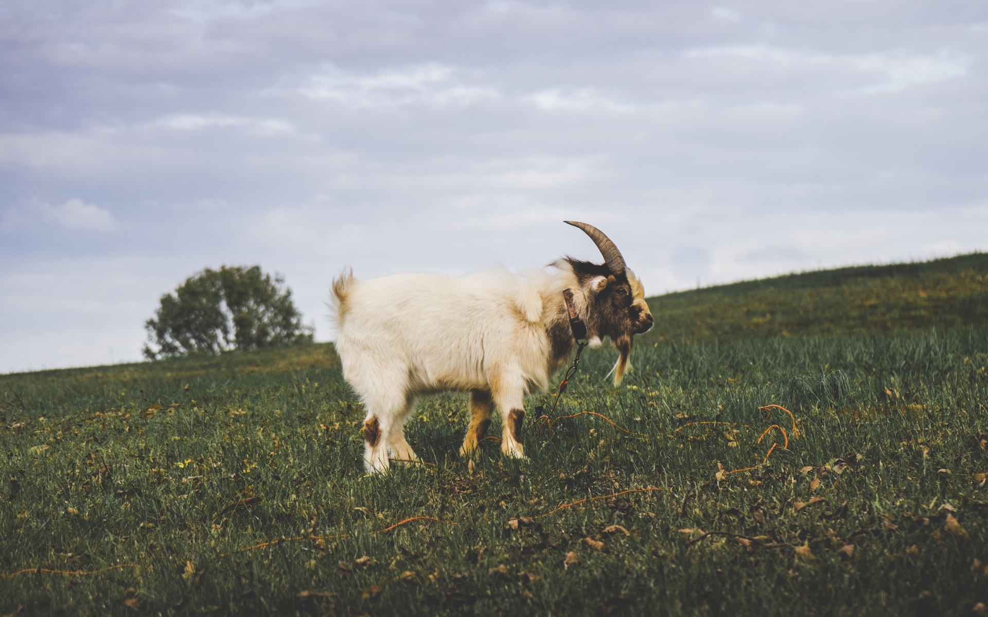 Lonely Goat White Grass | HD Wallpapers Top