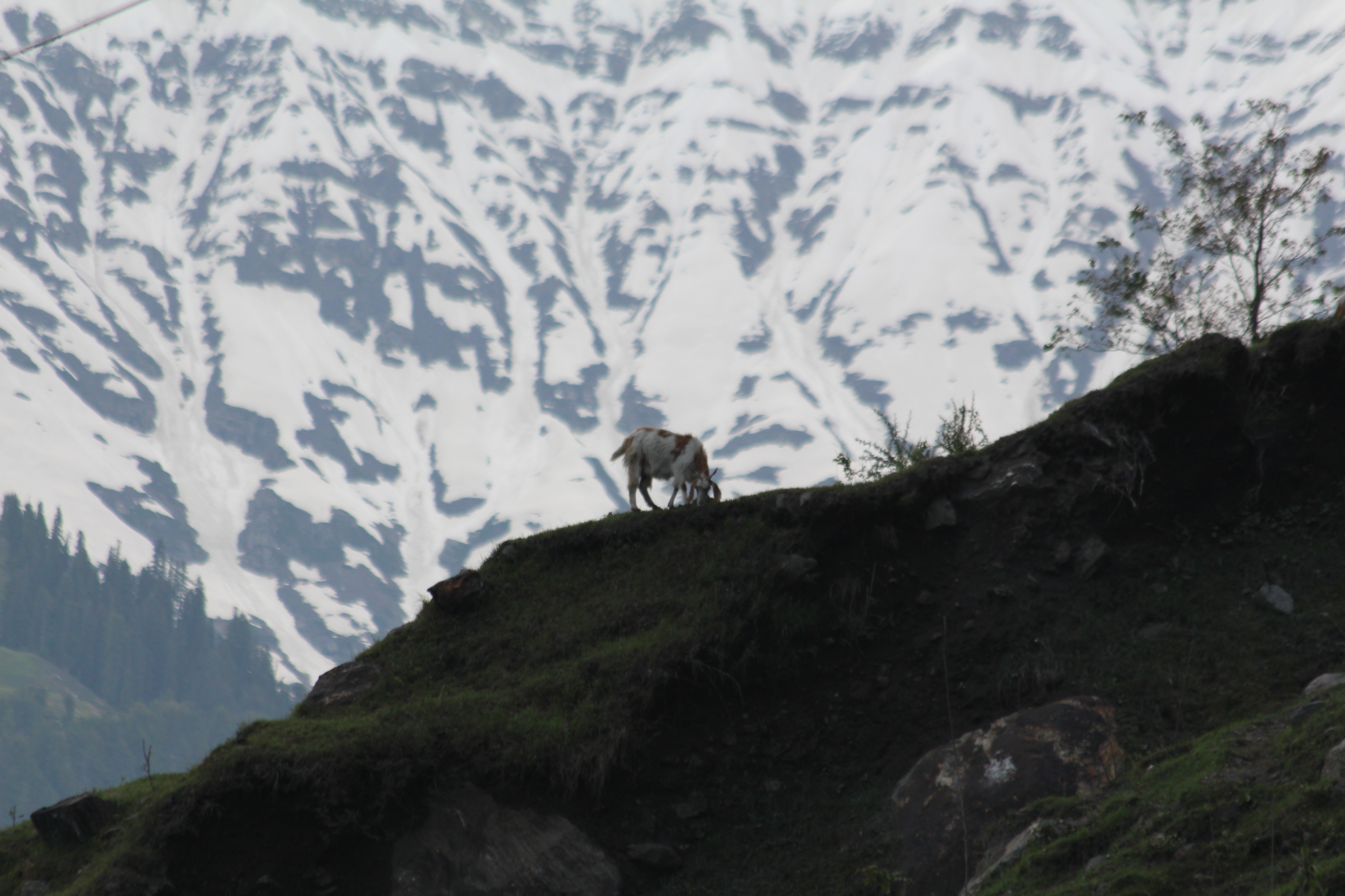 File:Lonely Goat.JPG - Wikimedia Commons