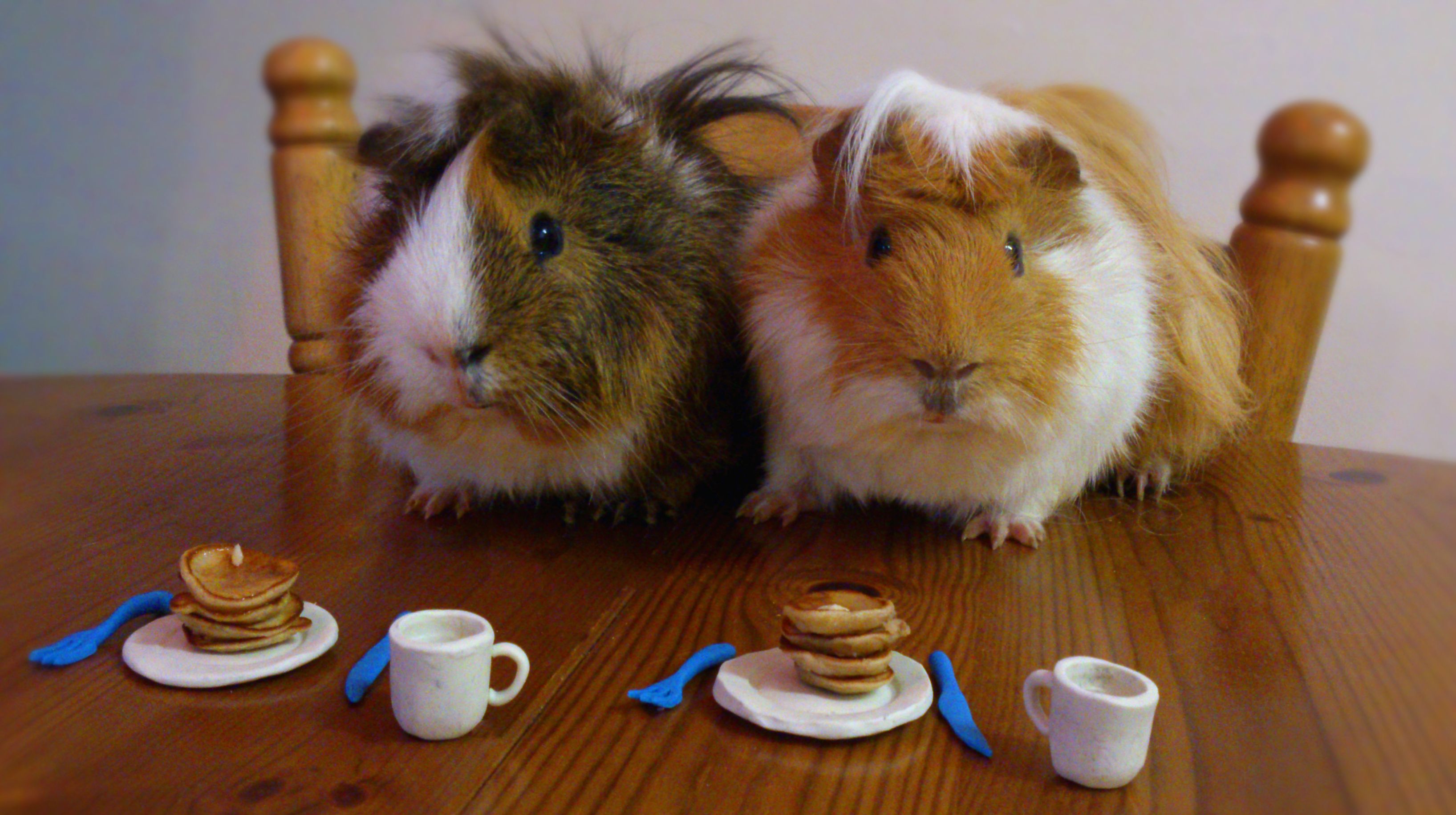 HAFF] It is against law in Switzerland to keep pet guinea pigs alone ...